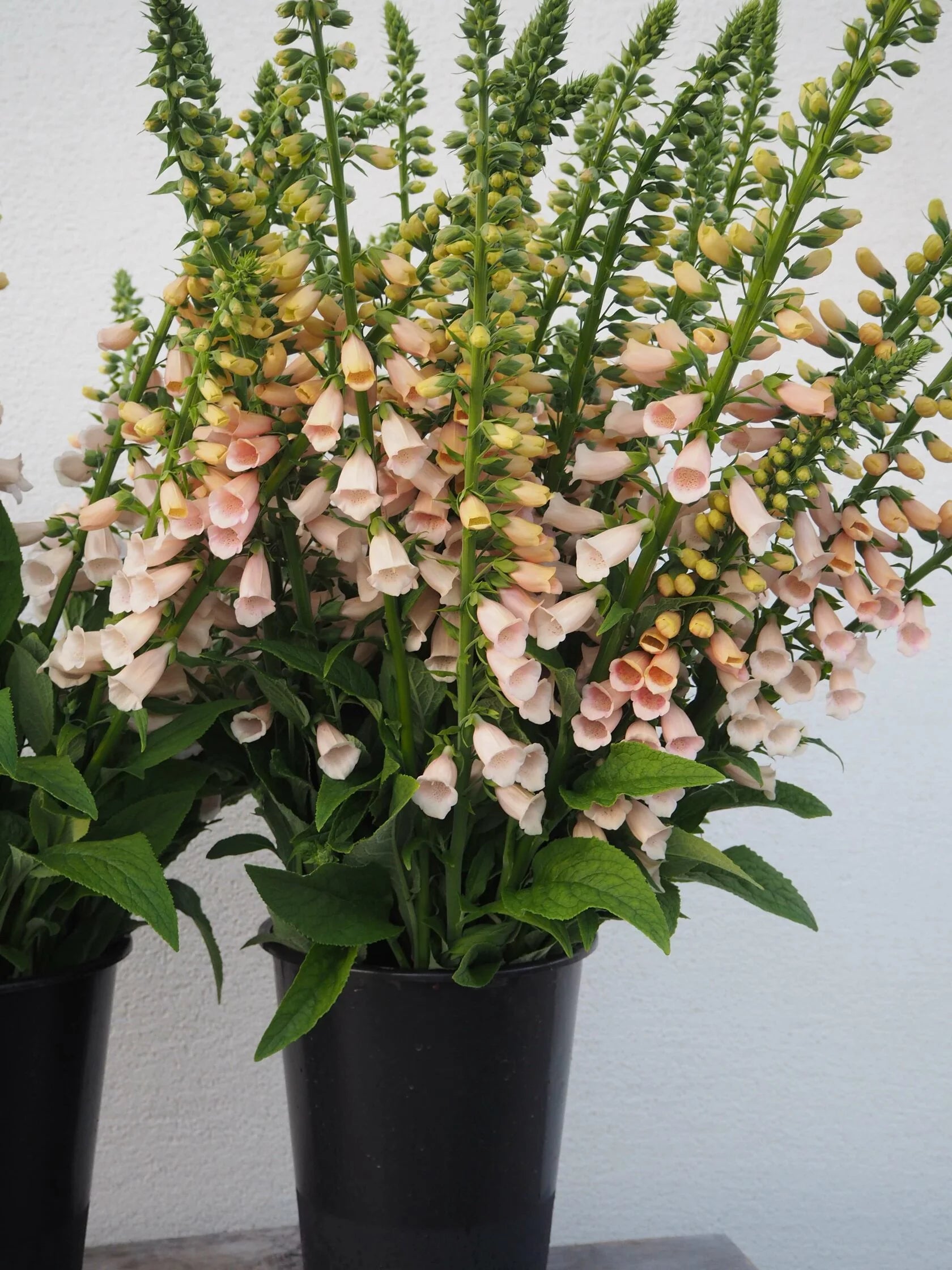Digitalis Purpurea Dalmatian Peach