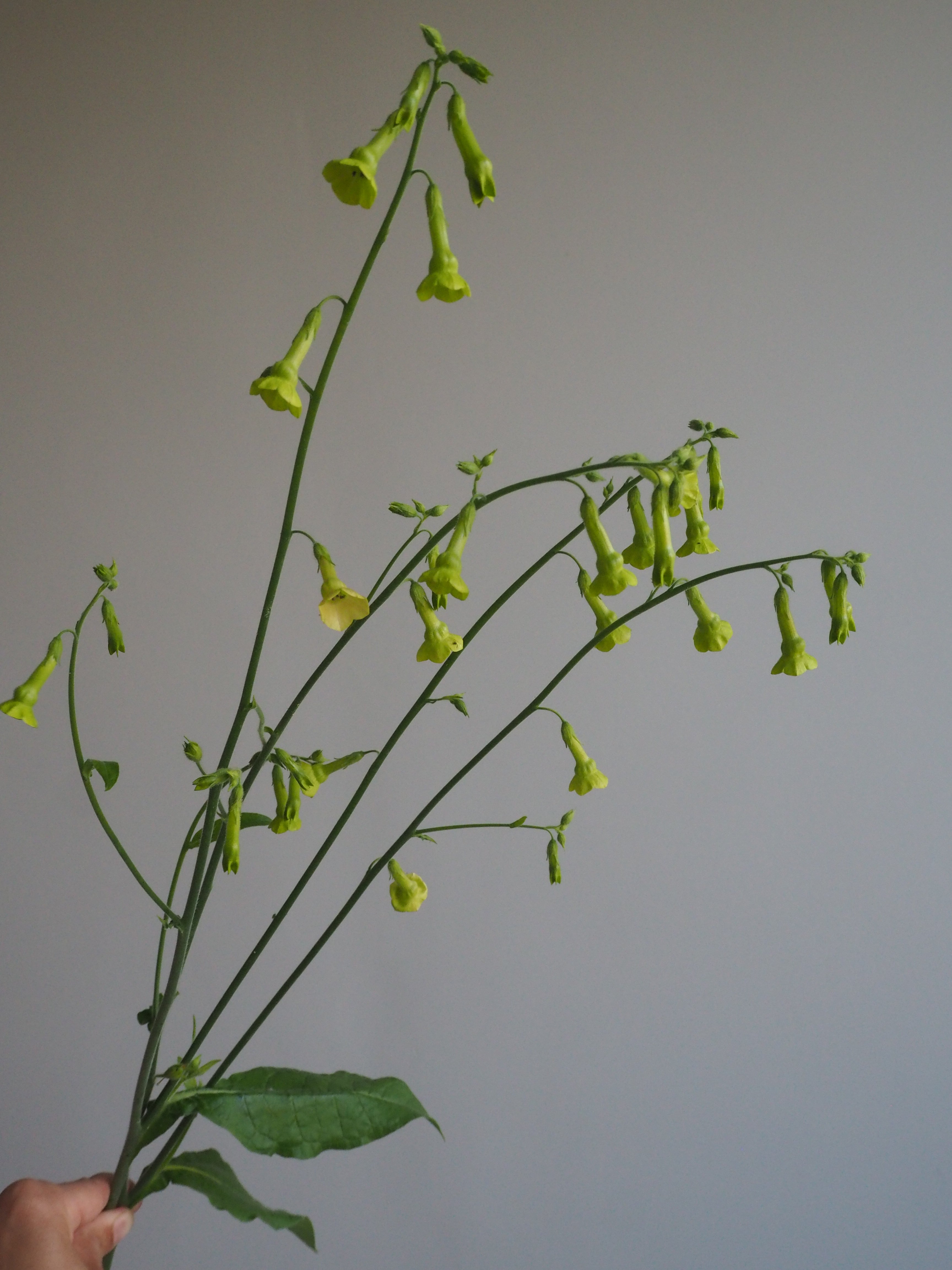 Nicotiana Lemon Tree