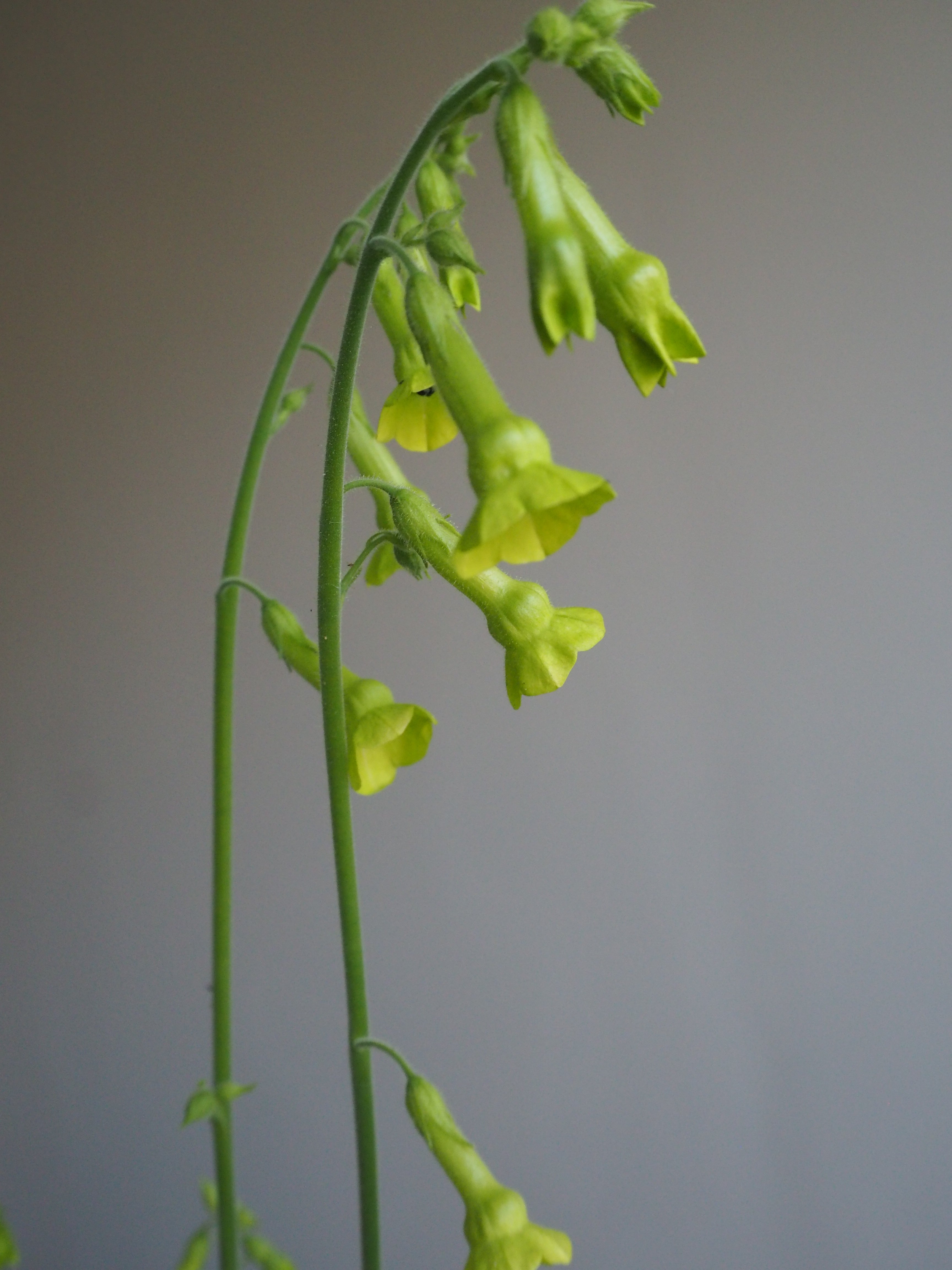 Nicotiana Lemon Tree