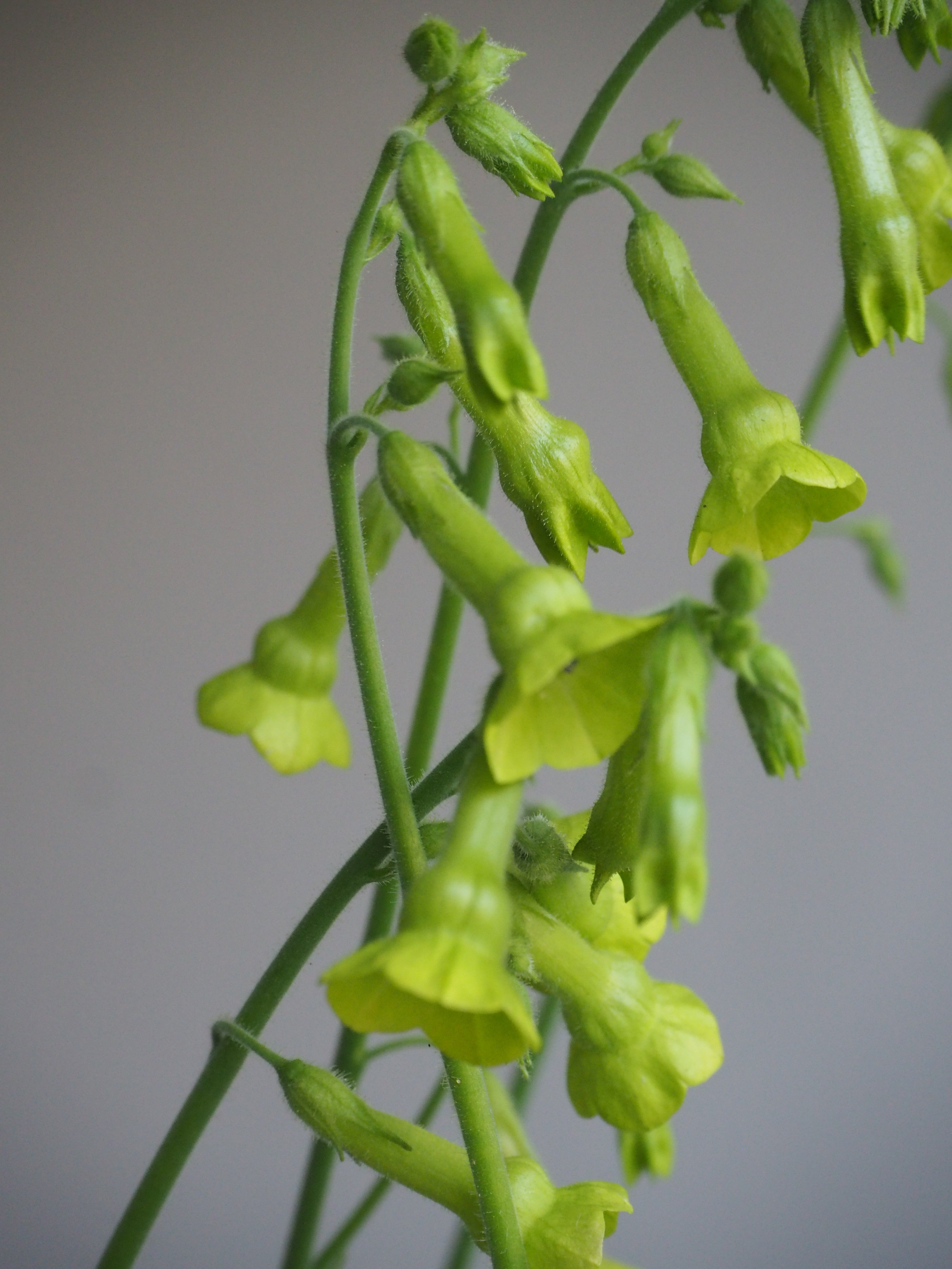 Nicotiana Lemon Tree