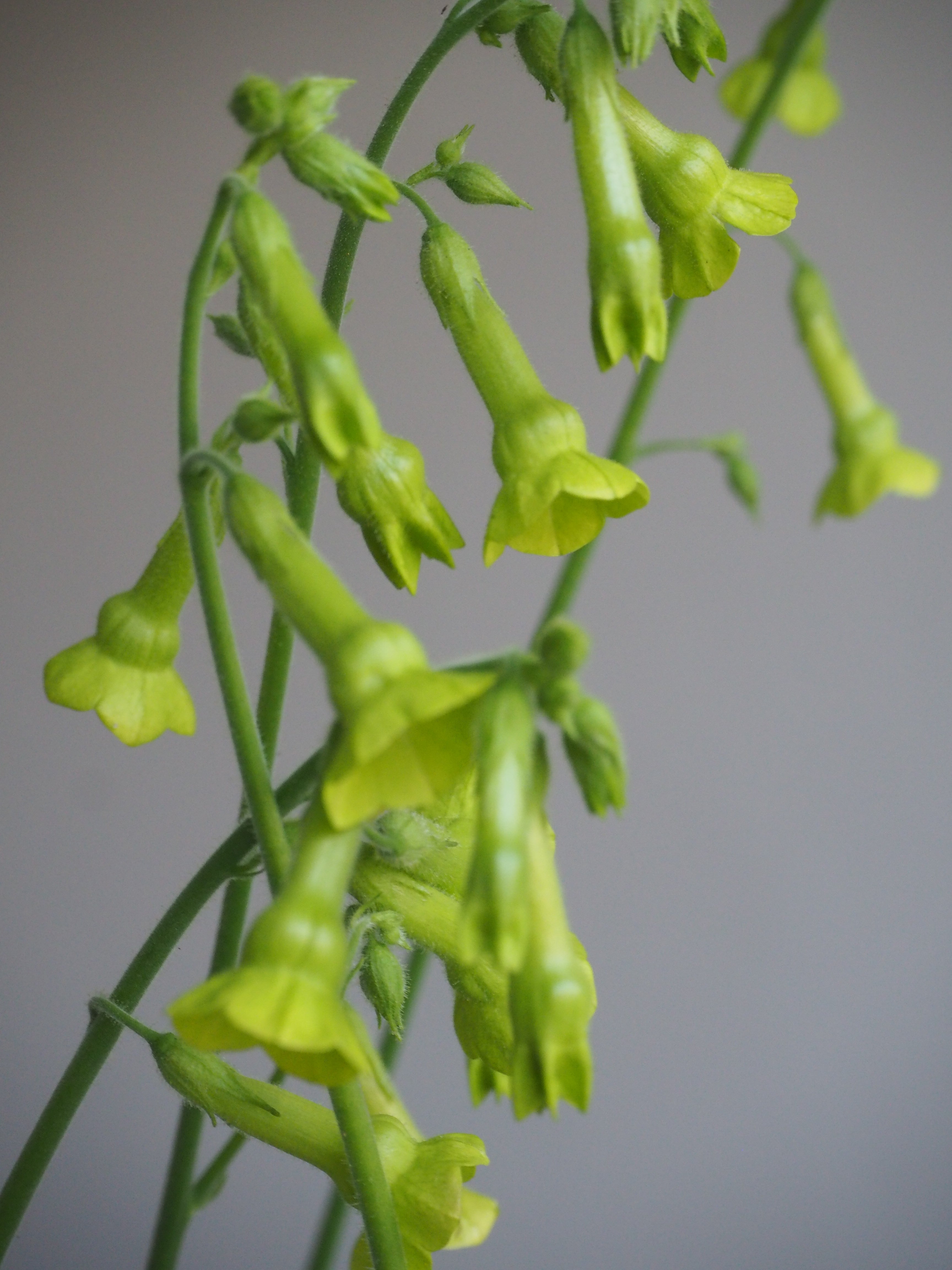 Nicotiana Lemon Tree