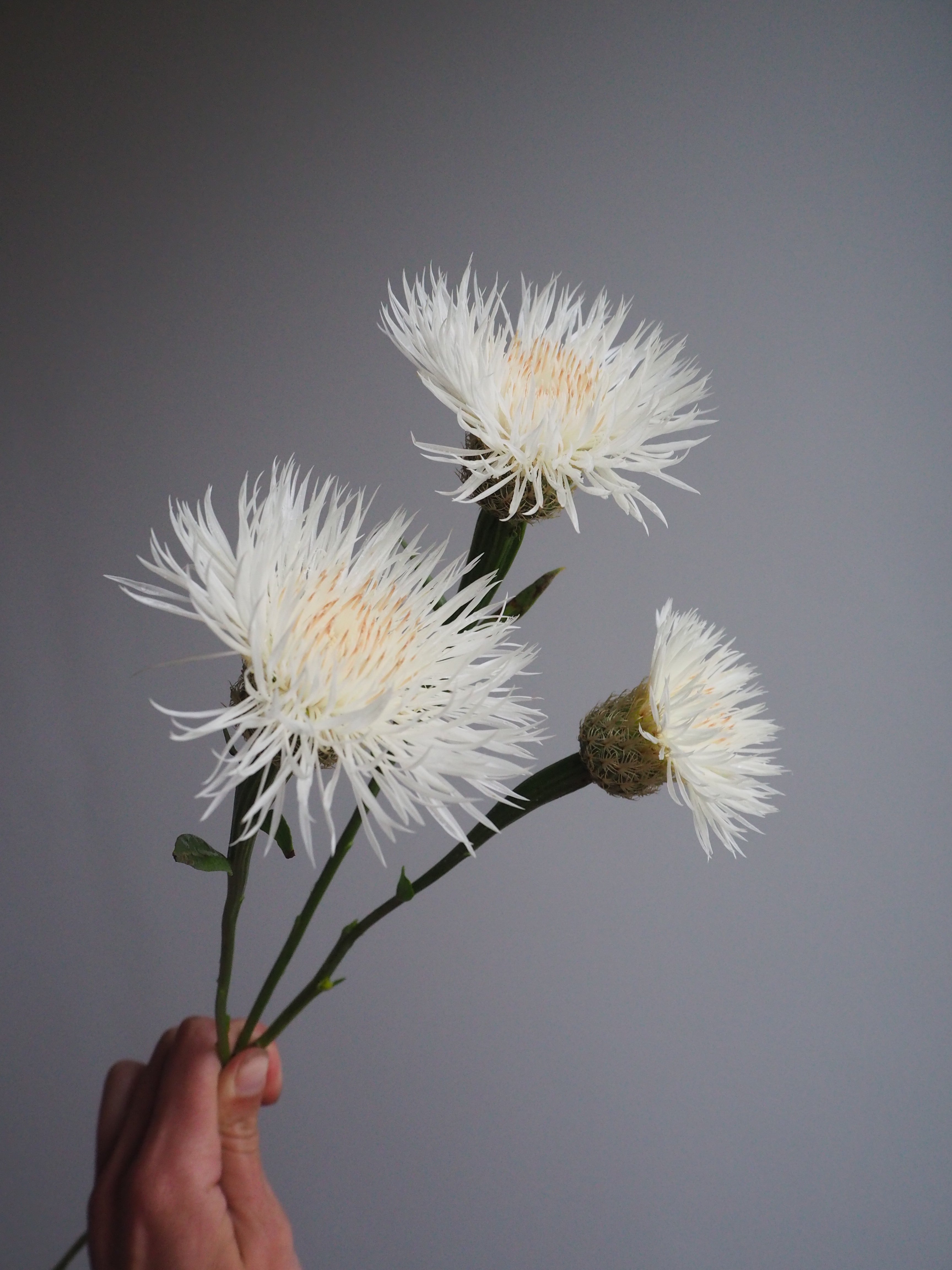 Centaurea Aloha Blanca