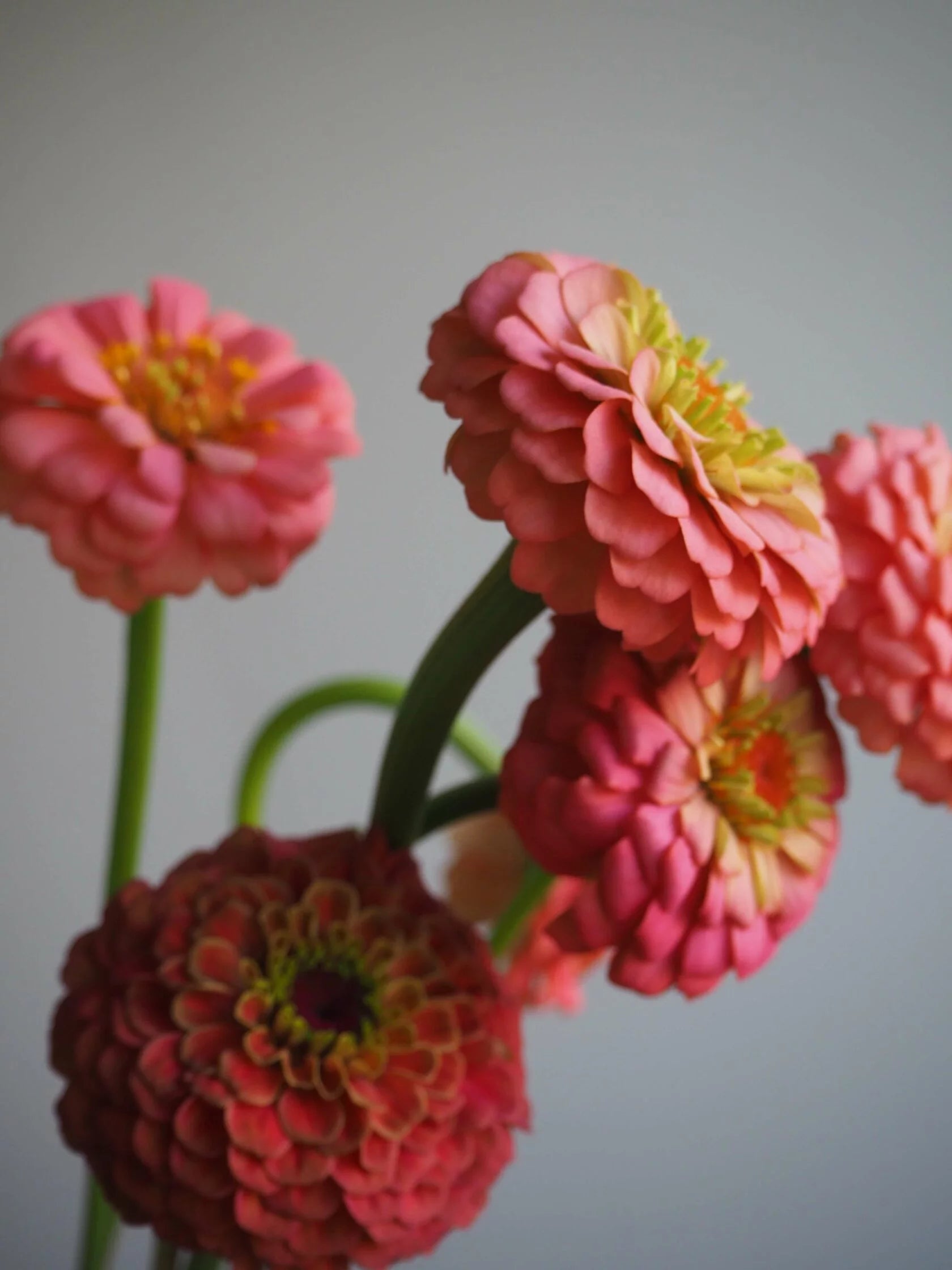 Zinnia Oklahoma Salmon