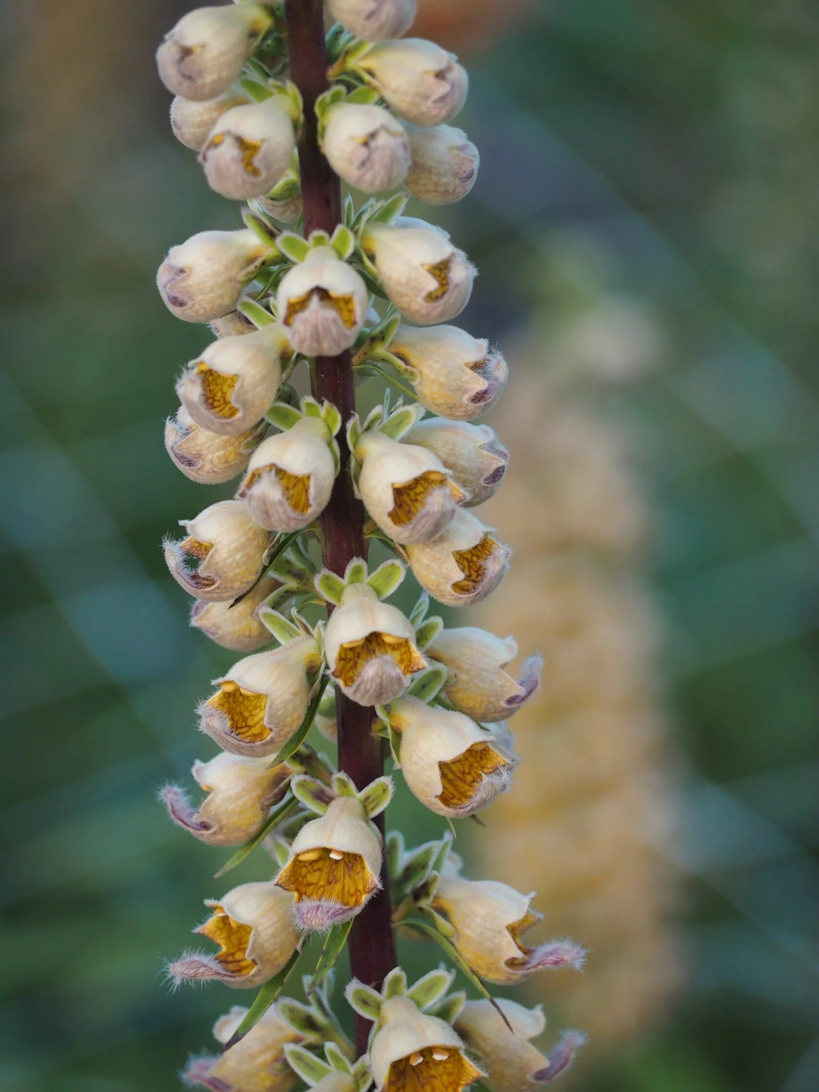 Digitalis Ferruginea