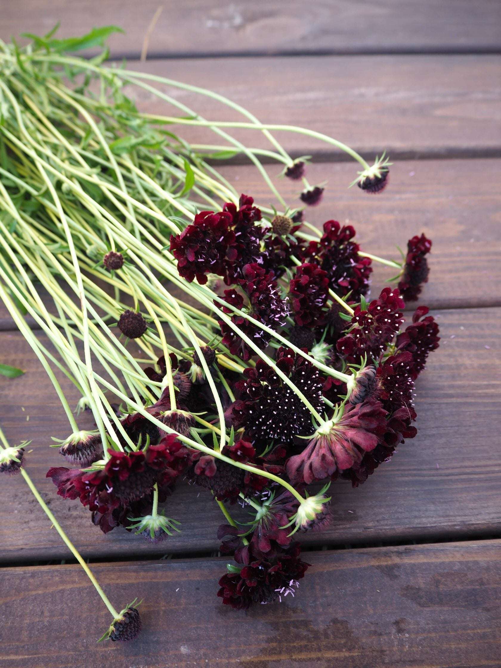 Scabiosa Black Knight