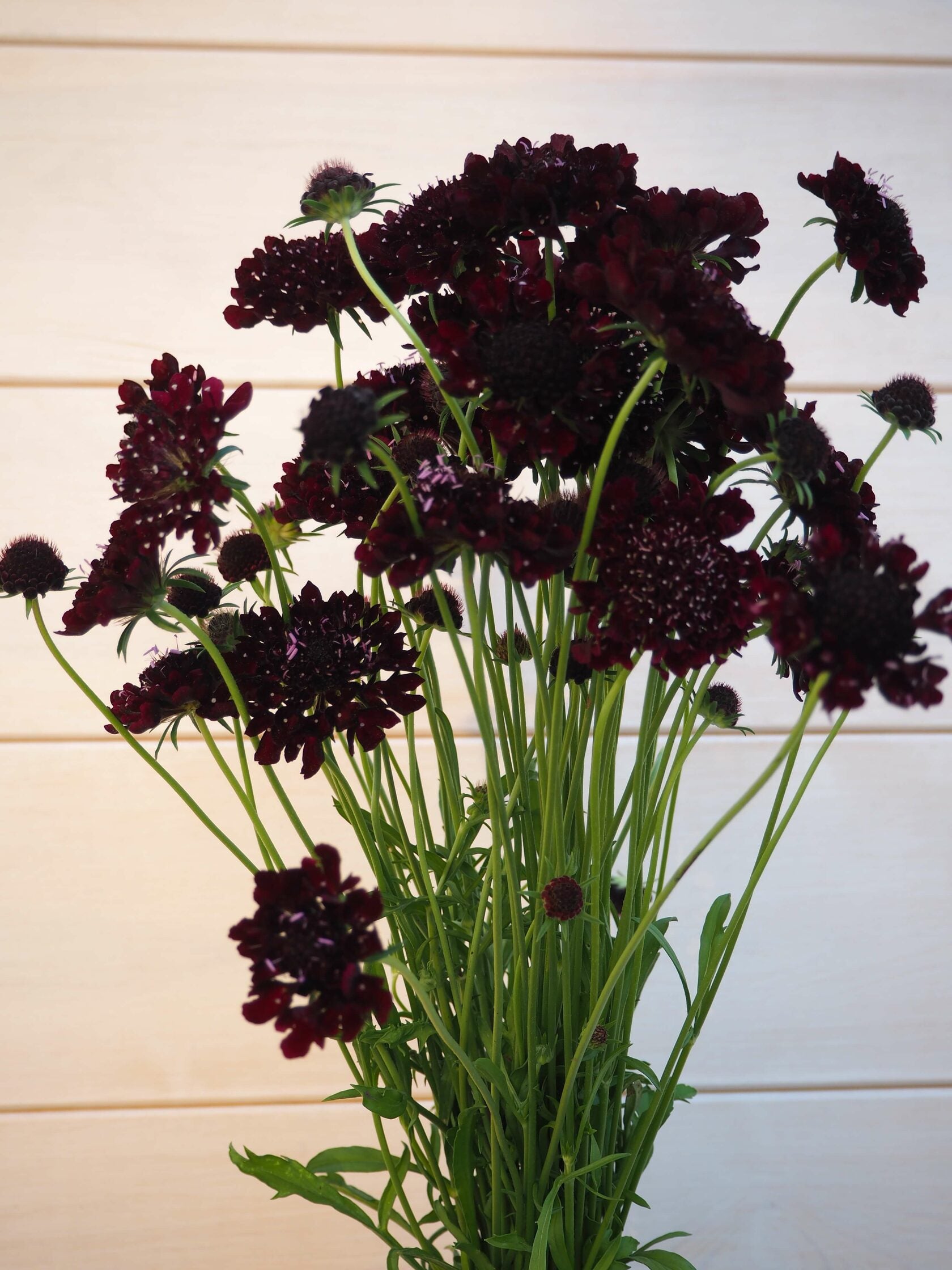 Scabiosa Black Knight
