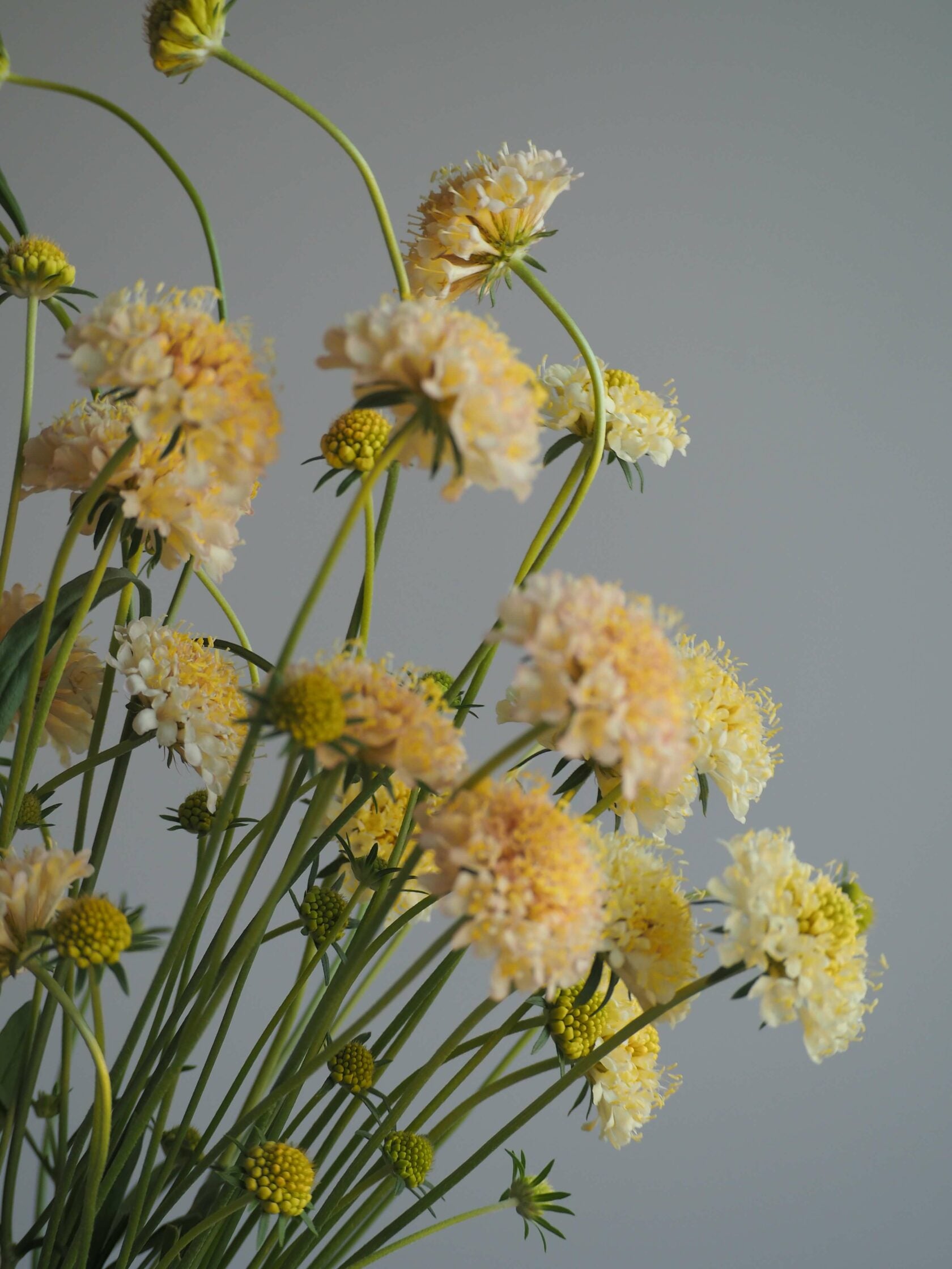 Scabiosa Fata Morgana
