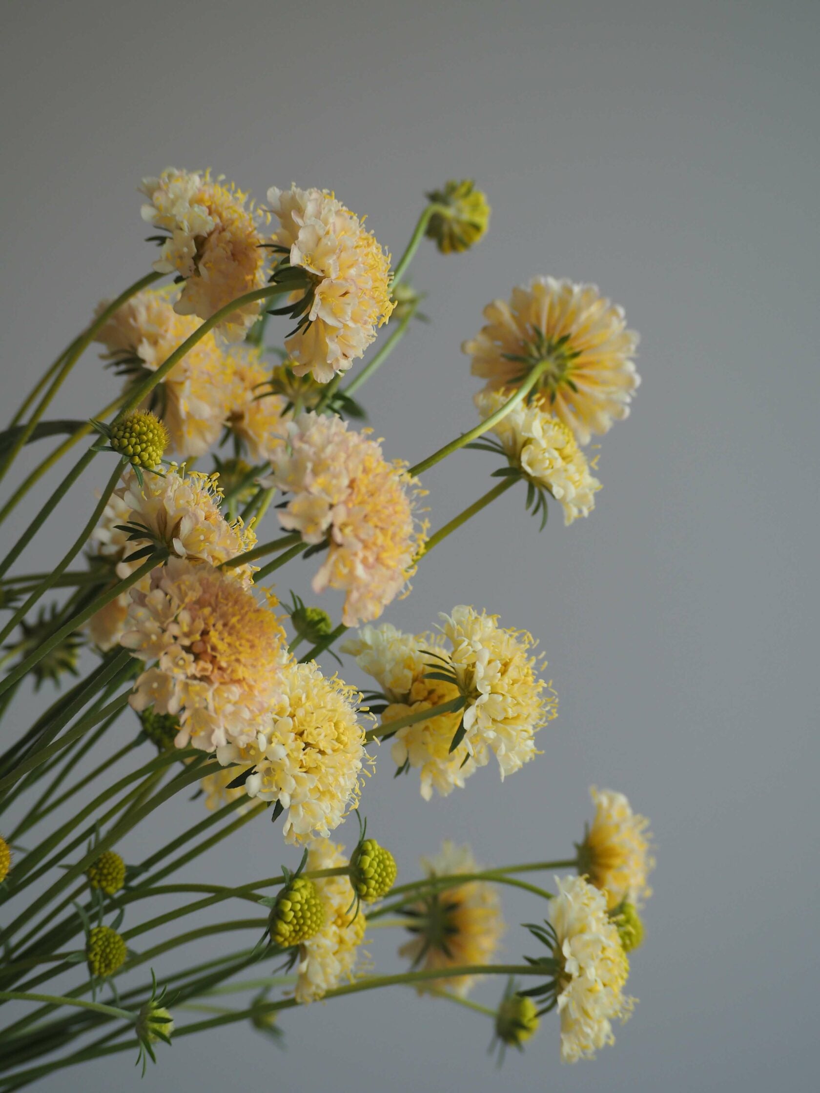 Scabiosa Fata Morgana