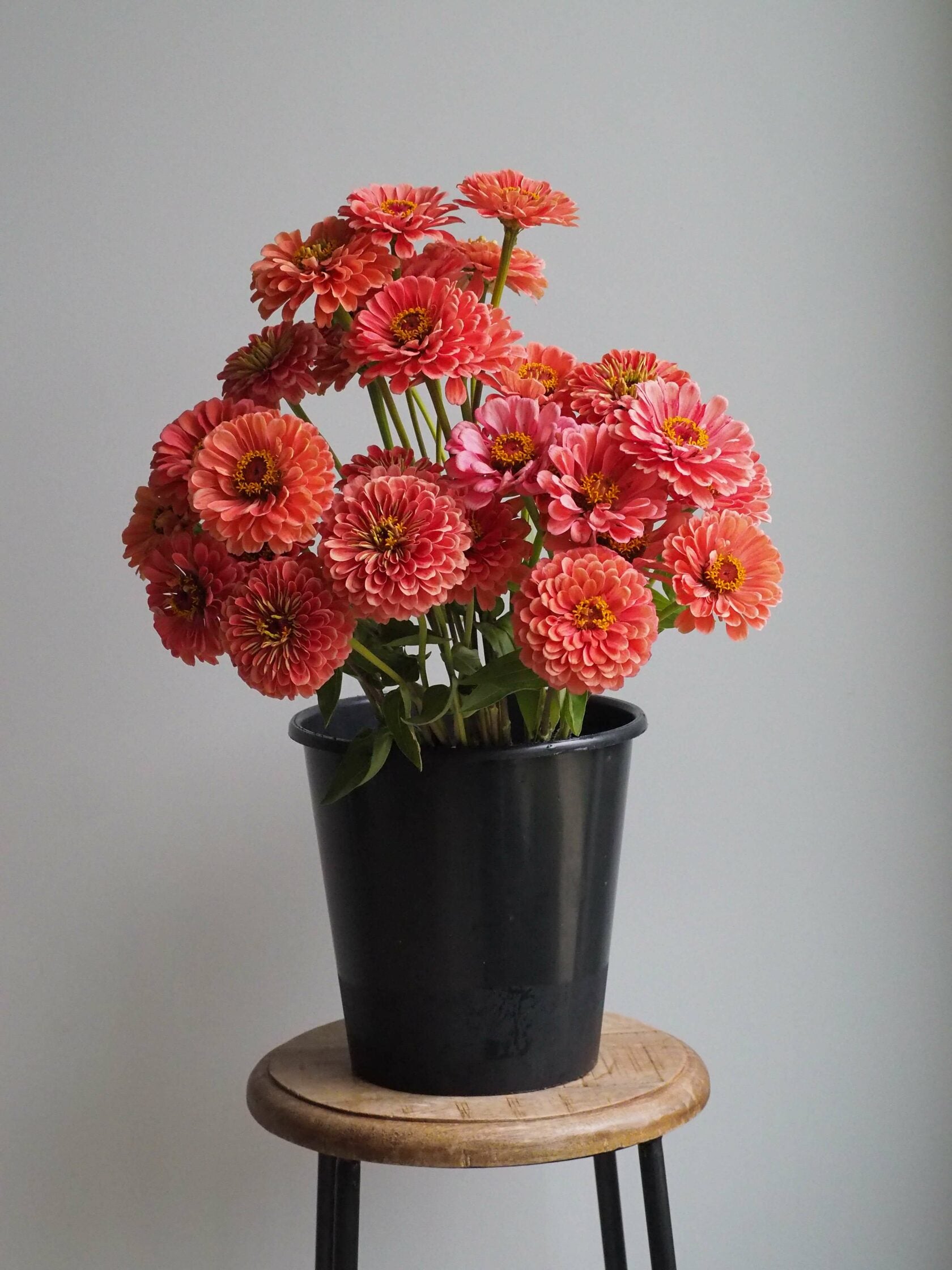 Zinnia Giant Salmon