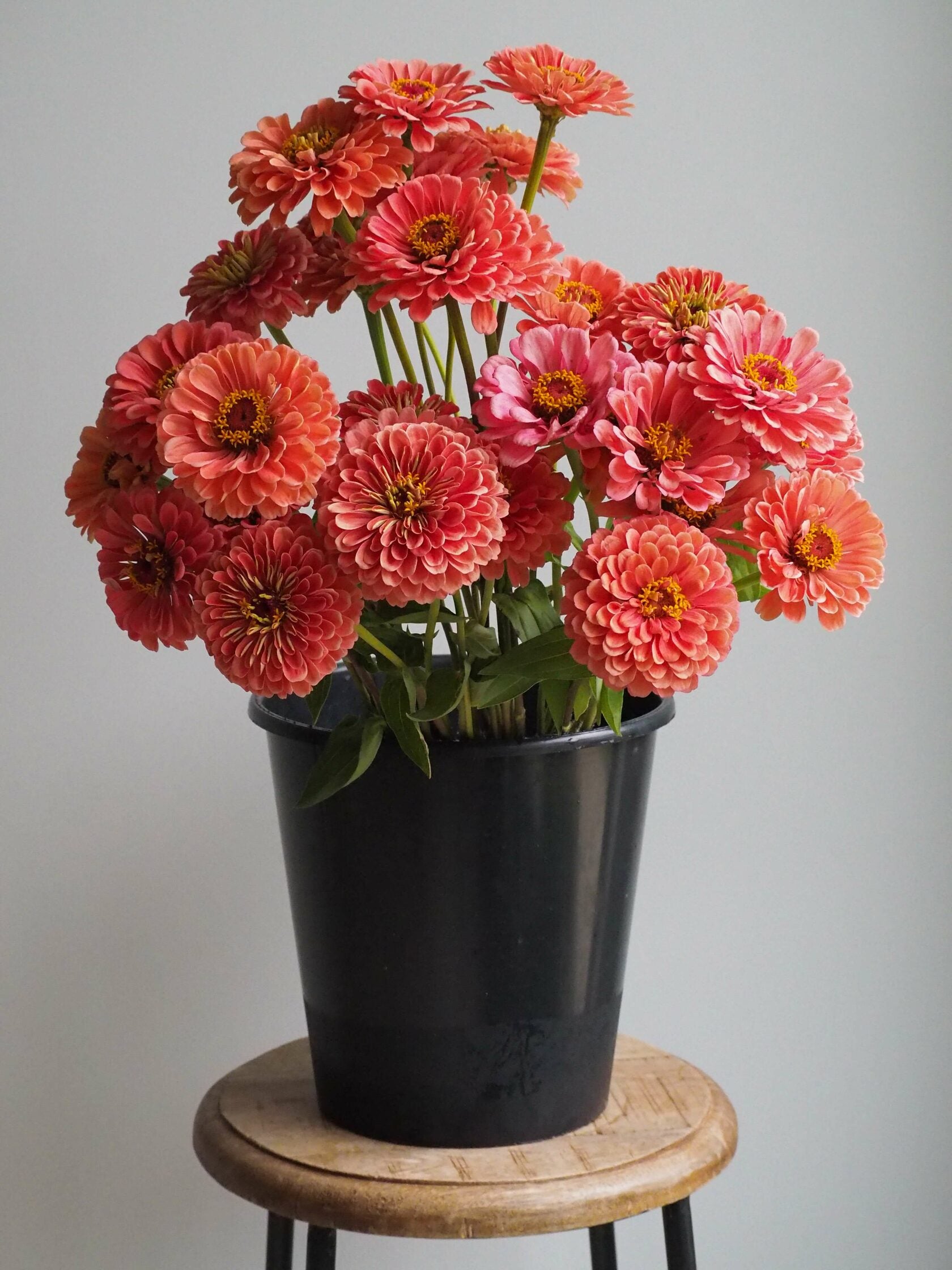 Zinnia Giant Salmon