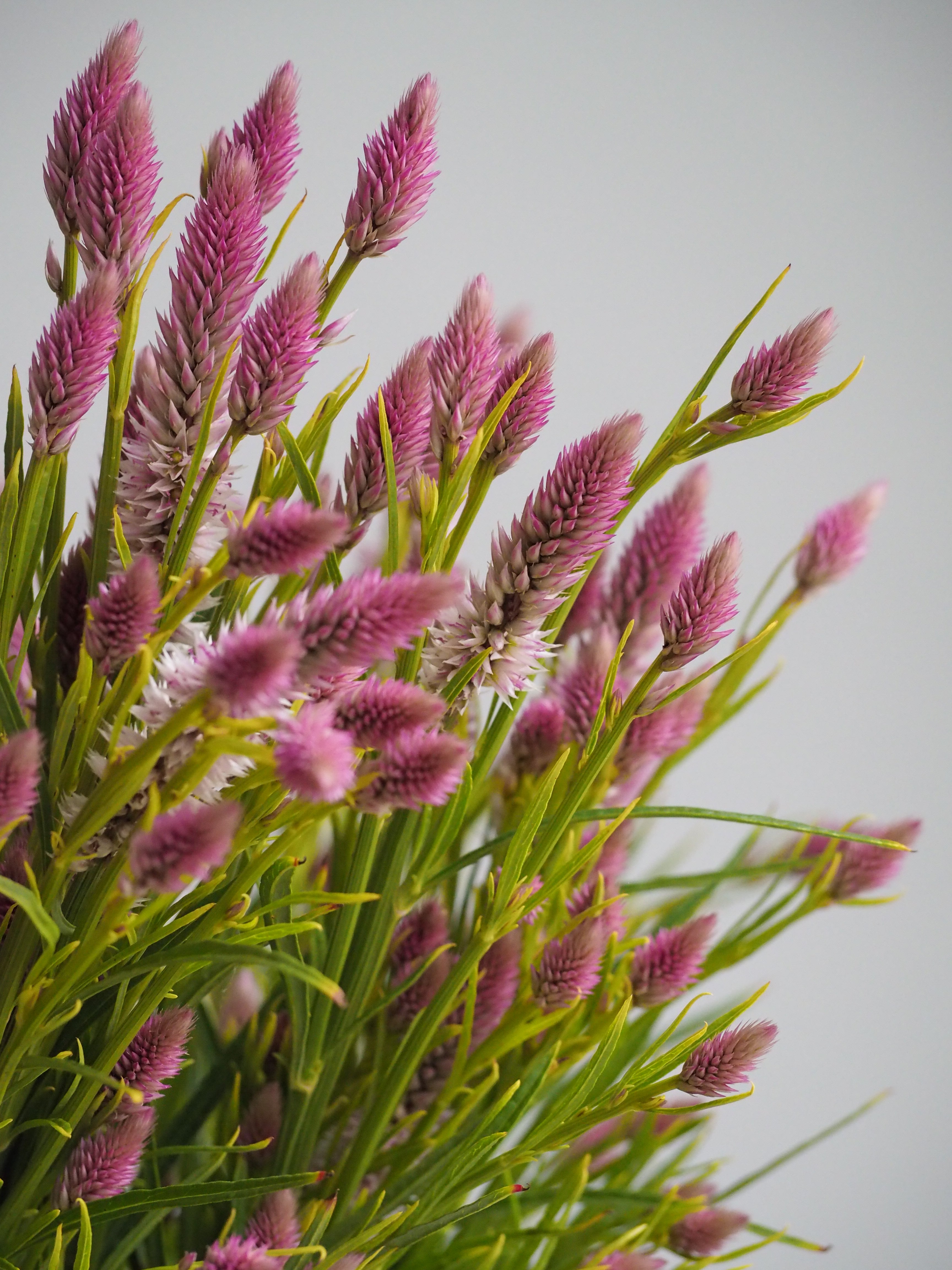 Celosia Flamingo Feather
