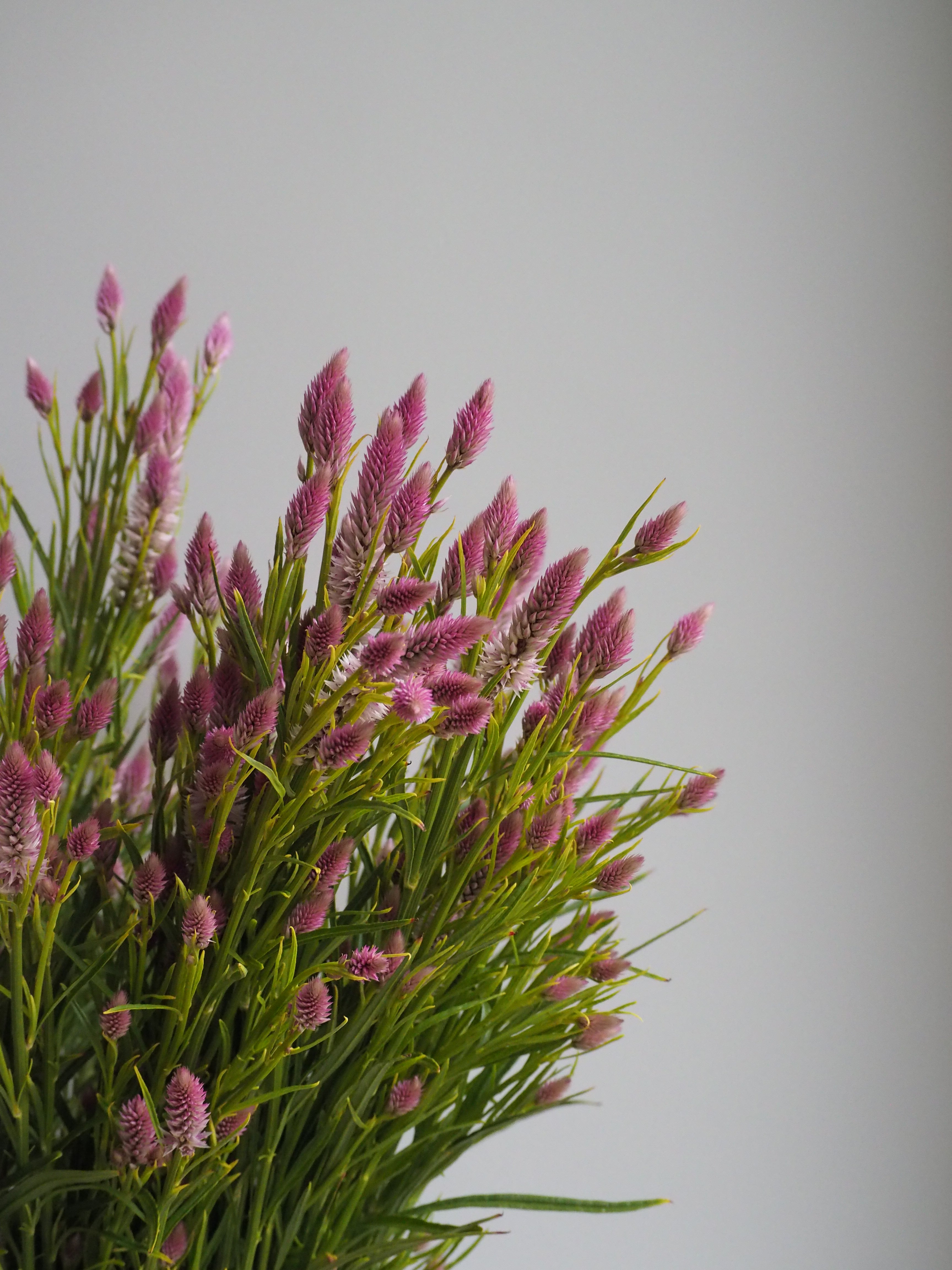 Celosia Flamingo Feather