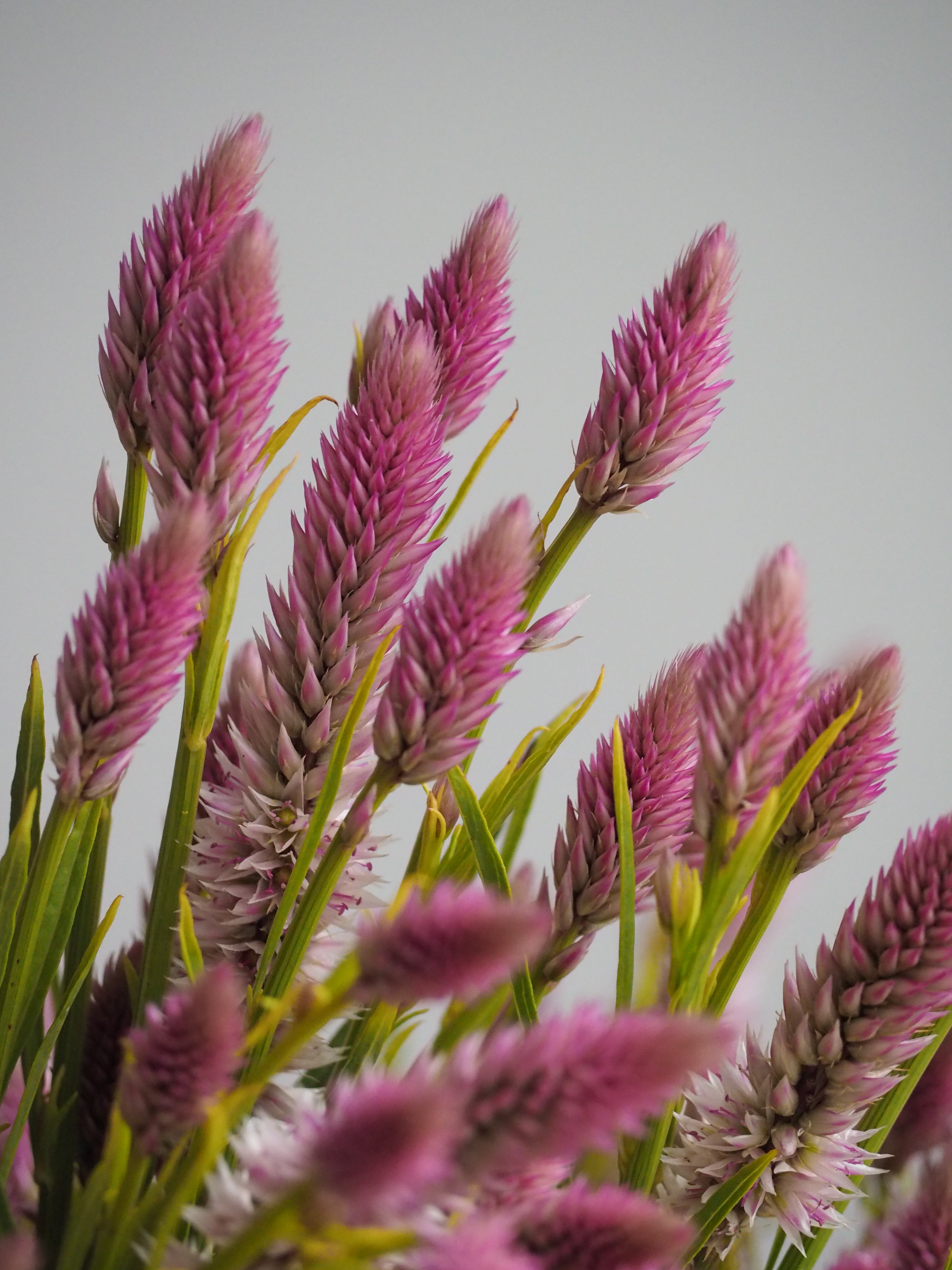 Celosia Flamingo Feather