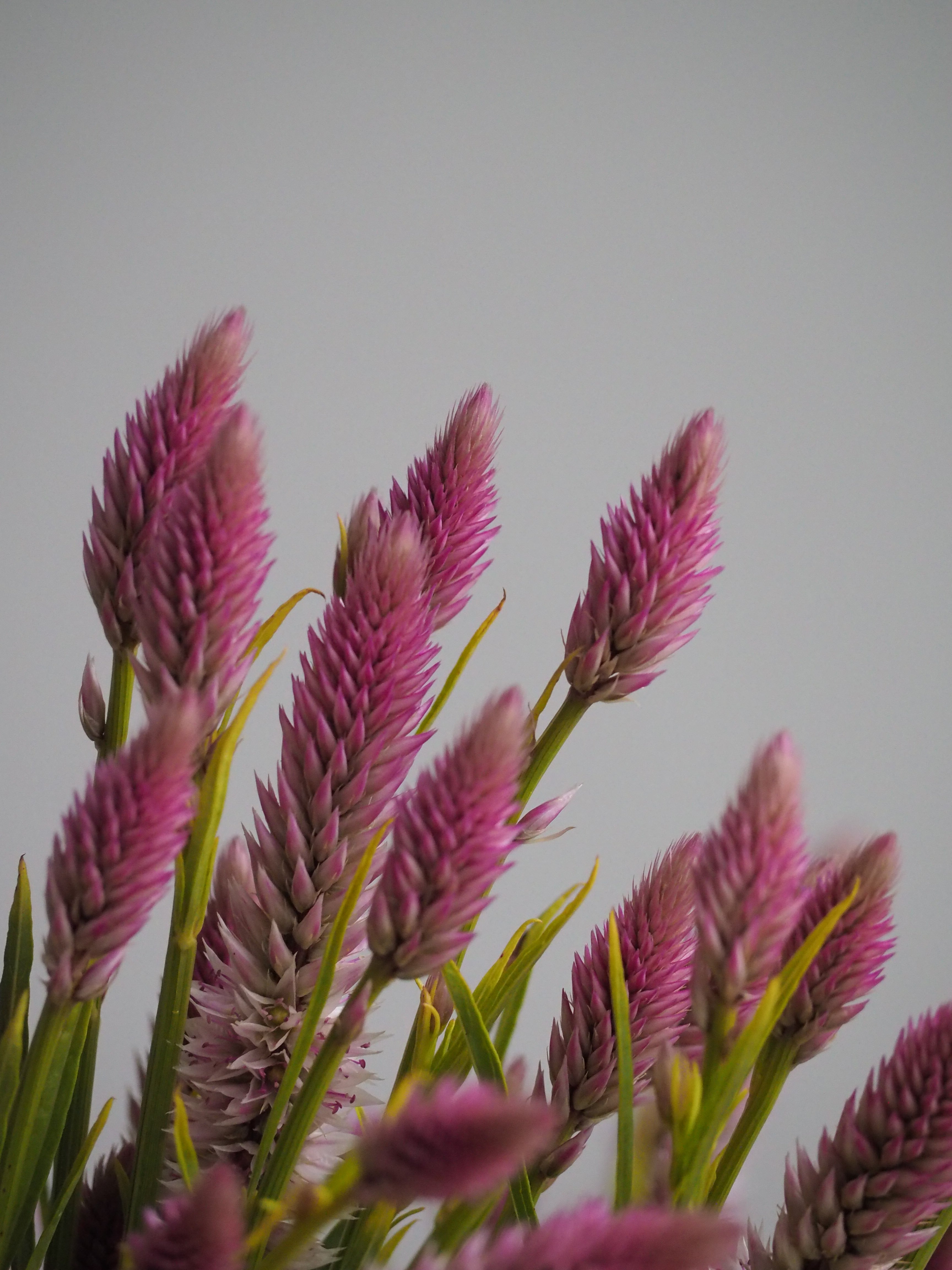 Celosia Flamingo Feather