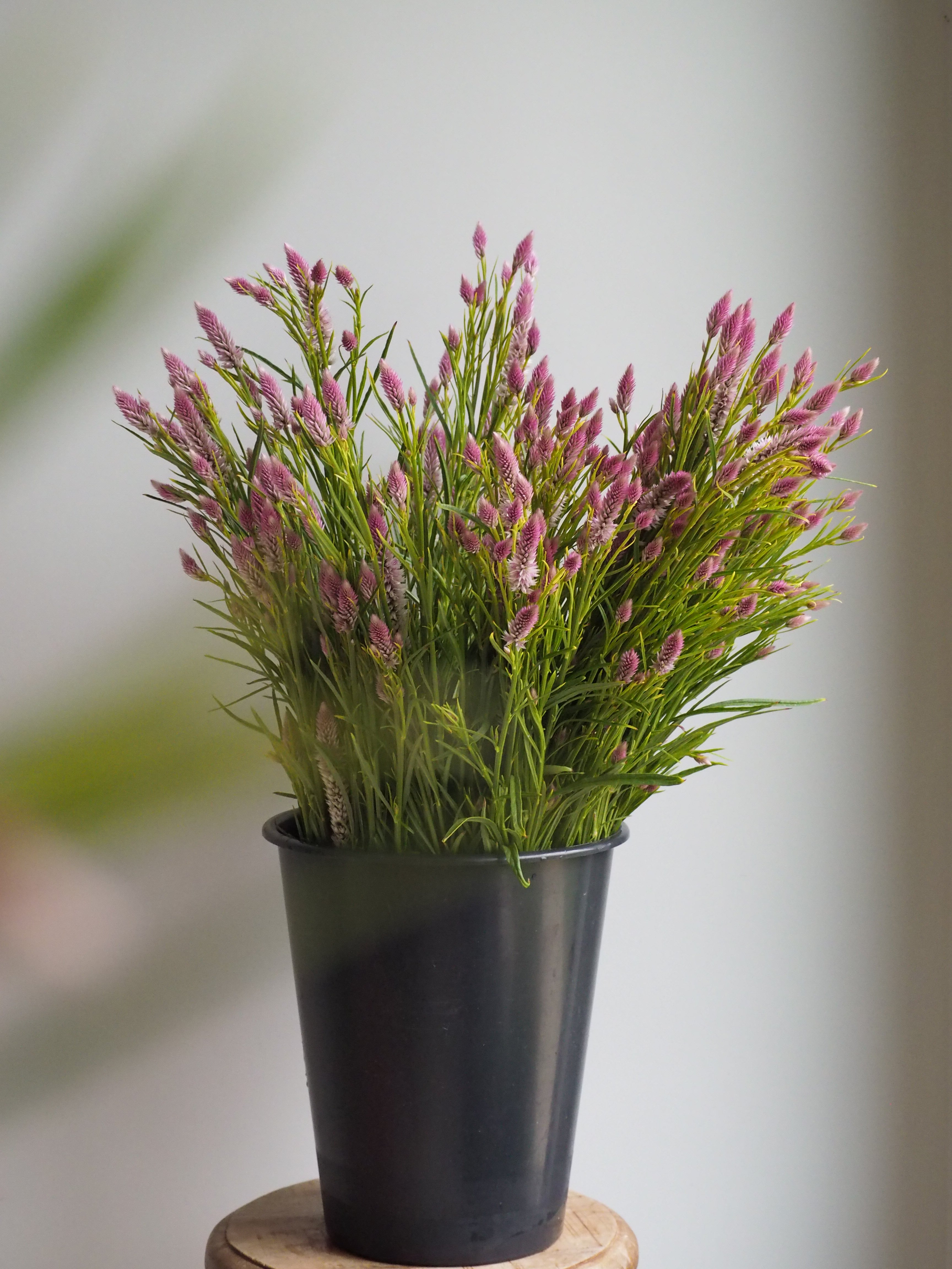 Celosia Flamingo Feather