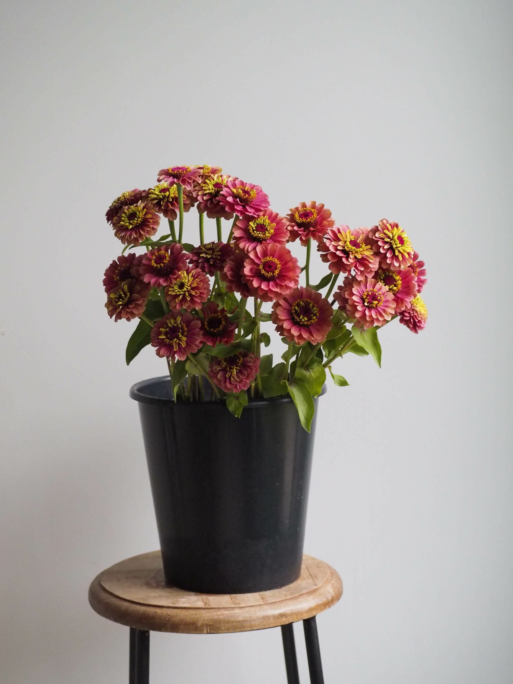Zinnia Queen Red Lime