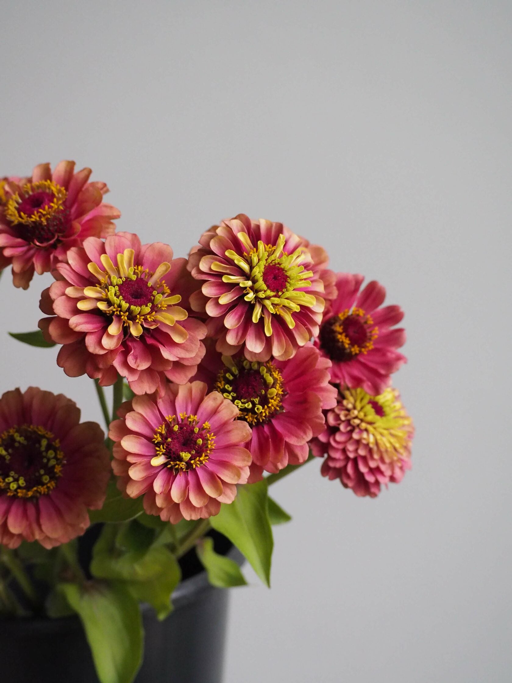 Zinnia Queen Red Lime