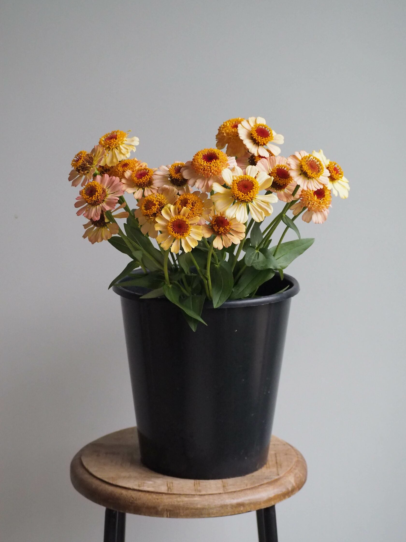 Zinnia Zinderella Peach