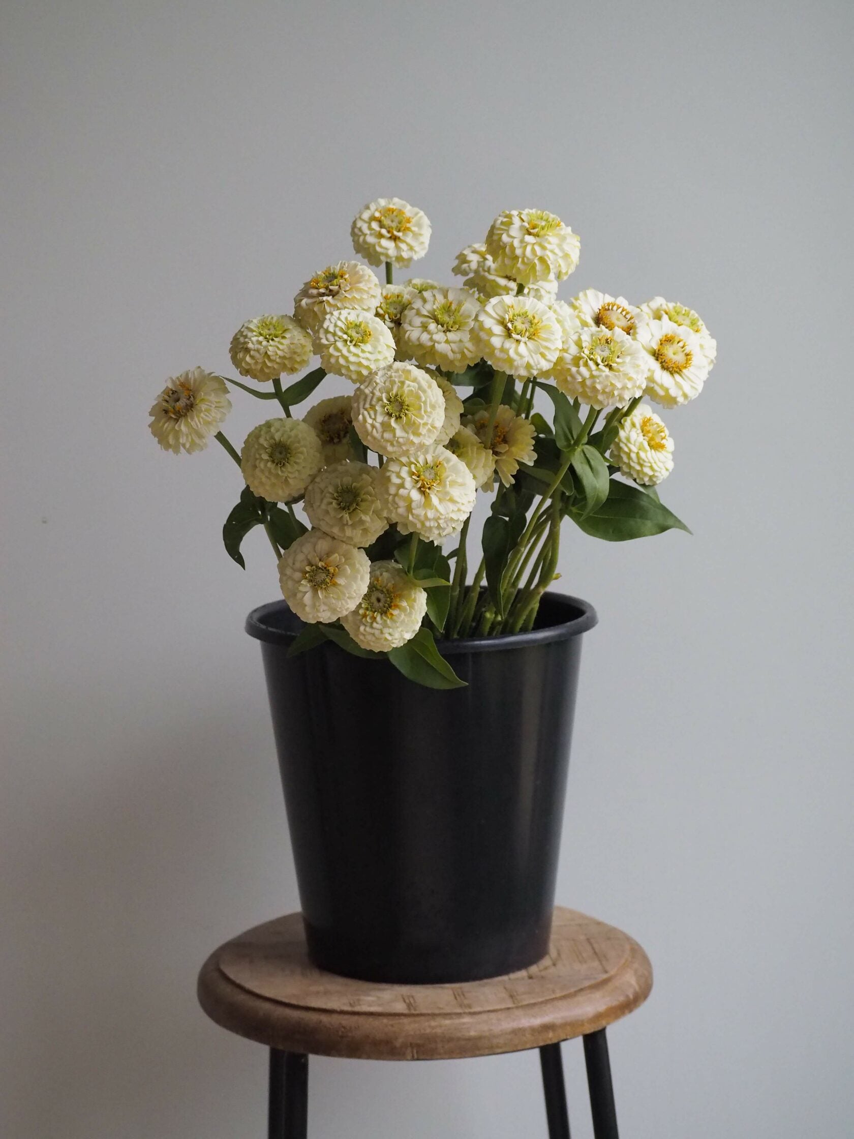 Zinnia Oklahoma White