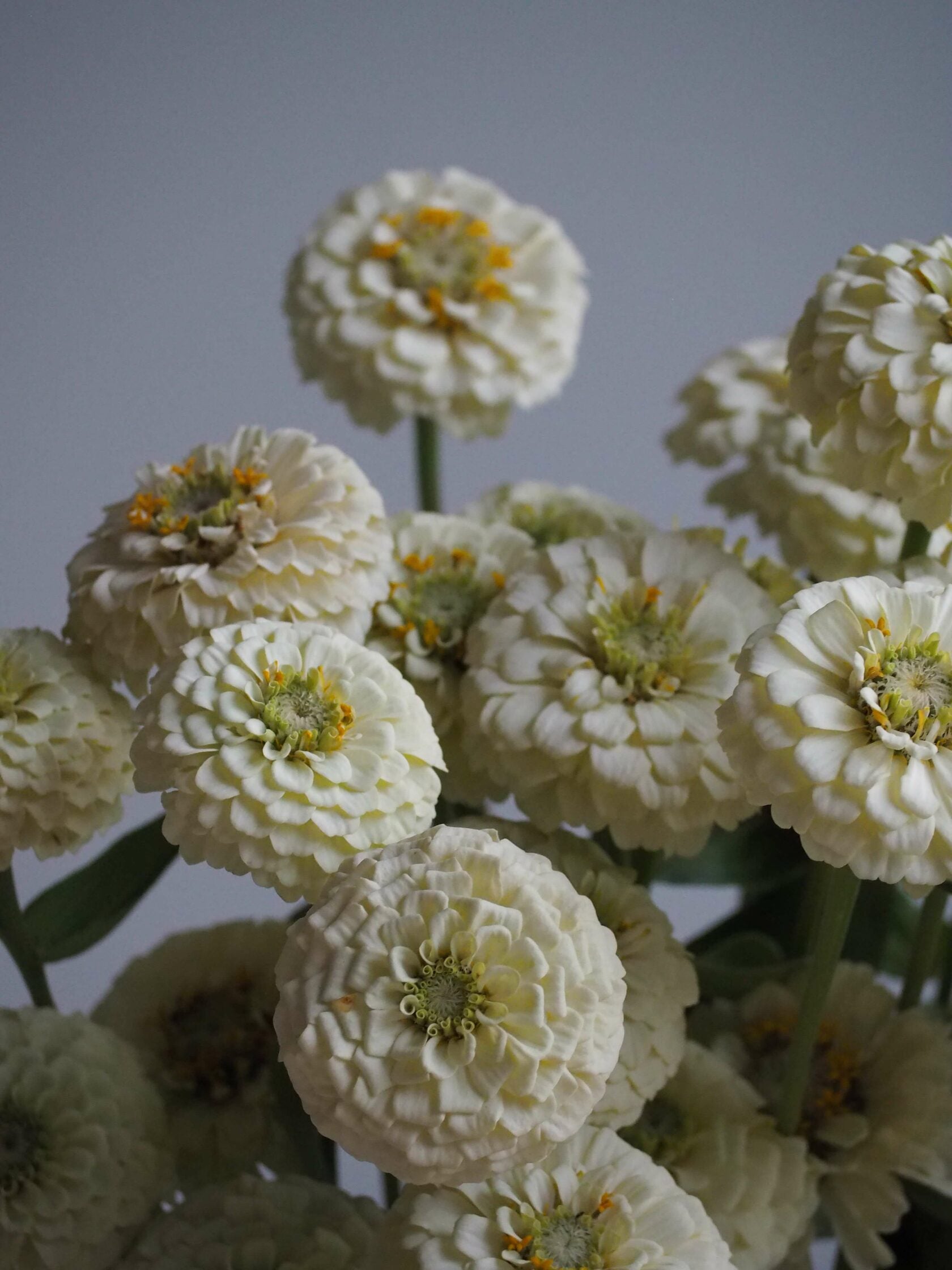 Zinnia Oklahoma White