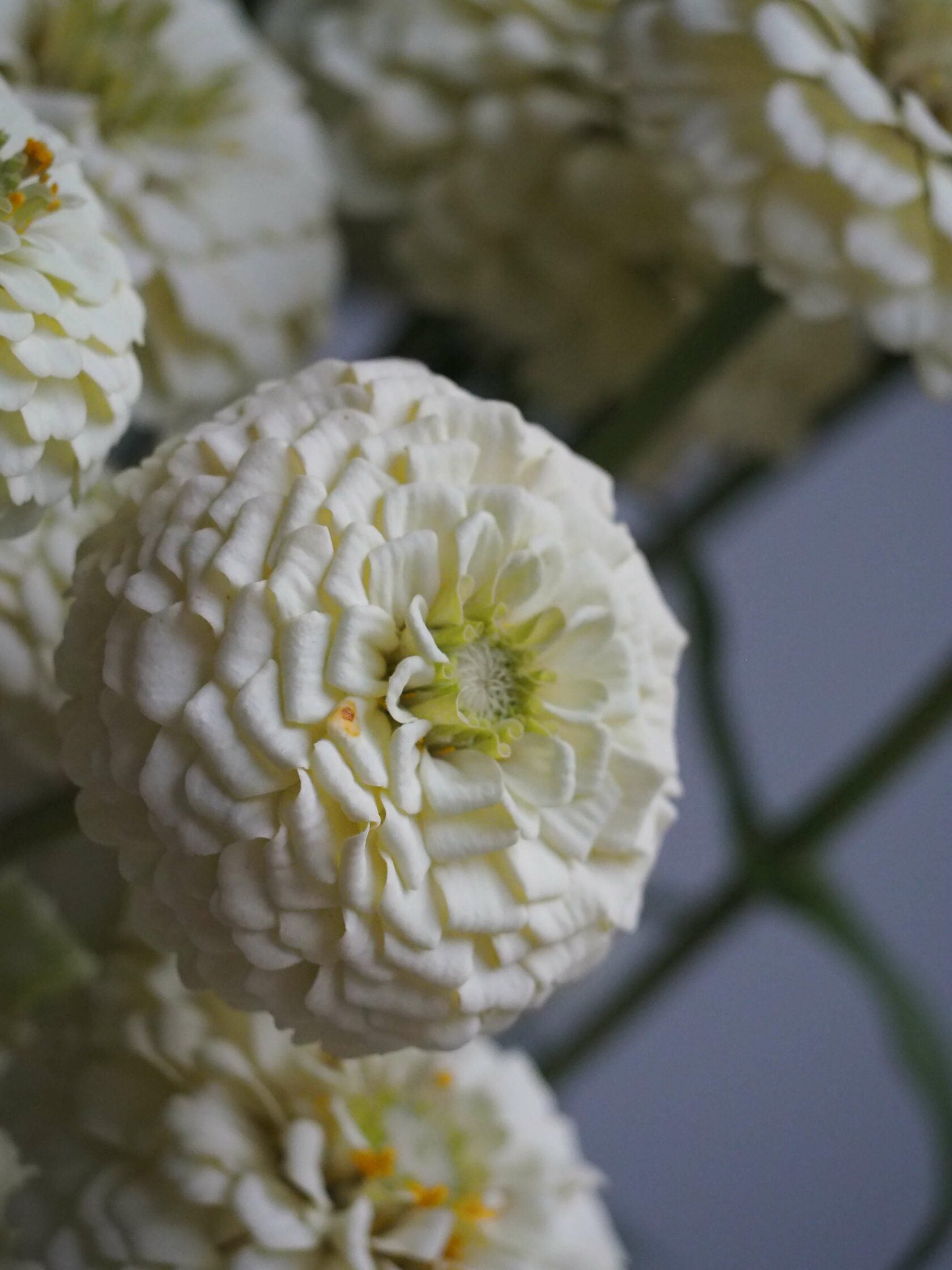 Zinnia Oklahoma White