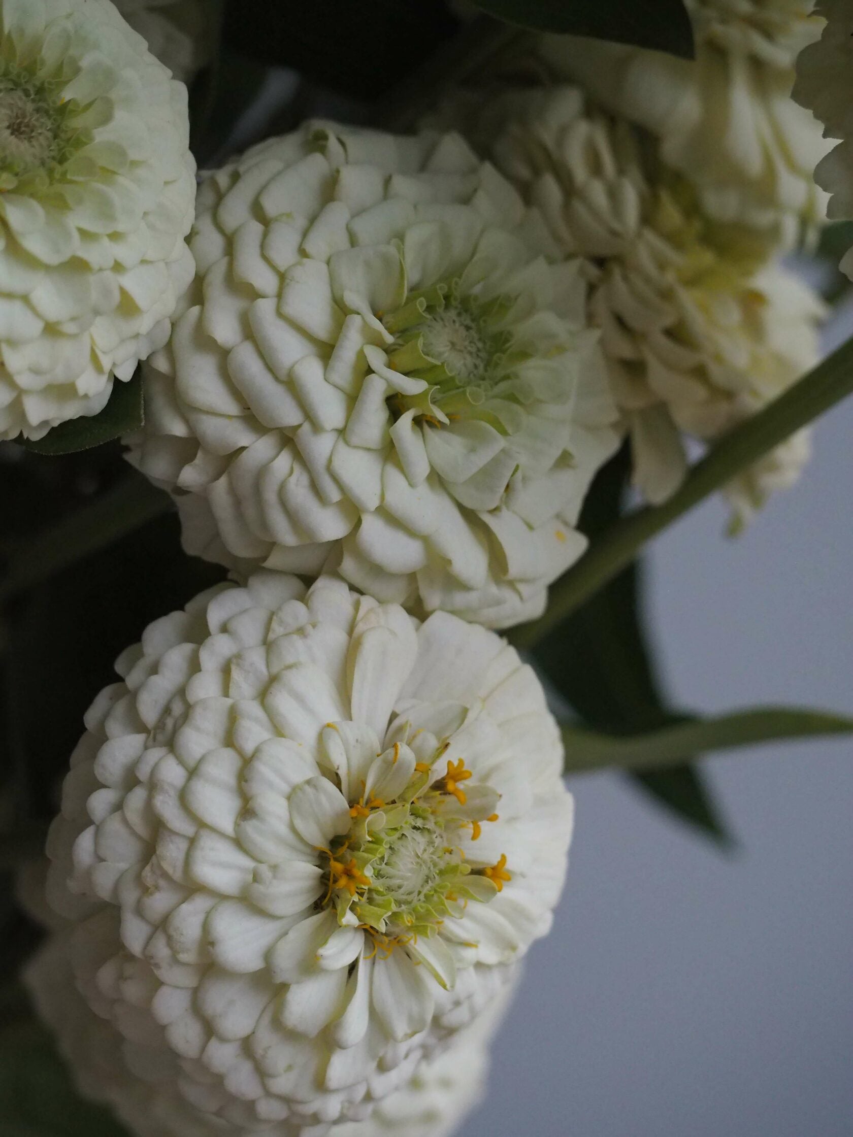 Zinnia Oklahoma White