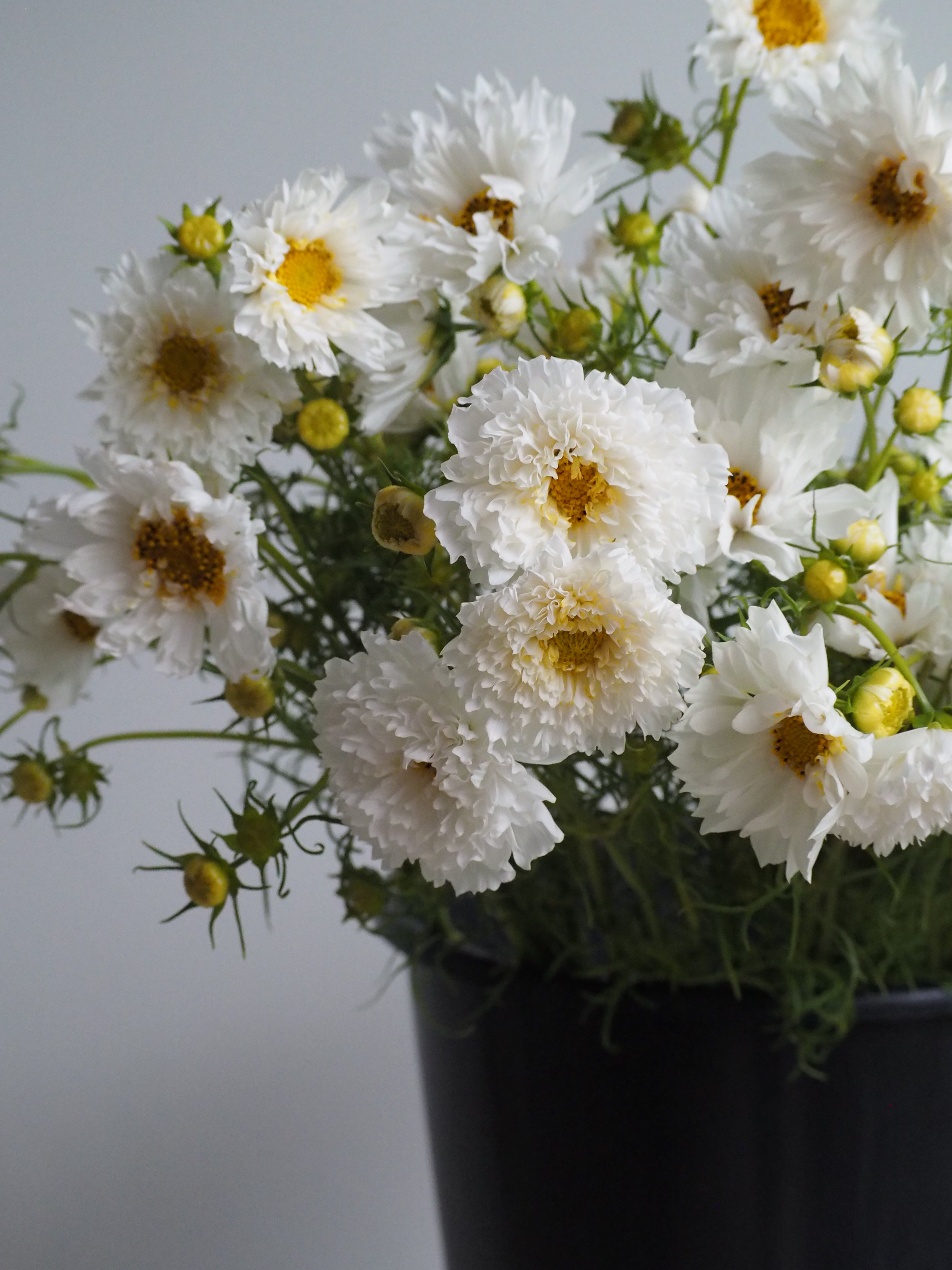 Cosmos Double Click Snow Puff