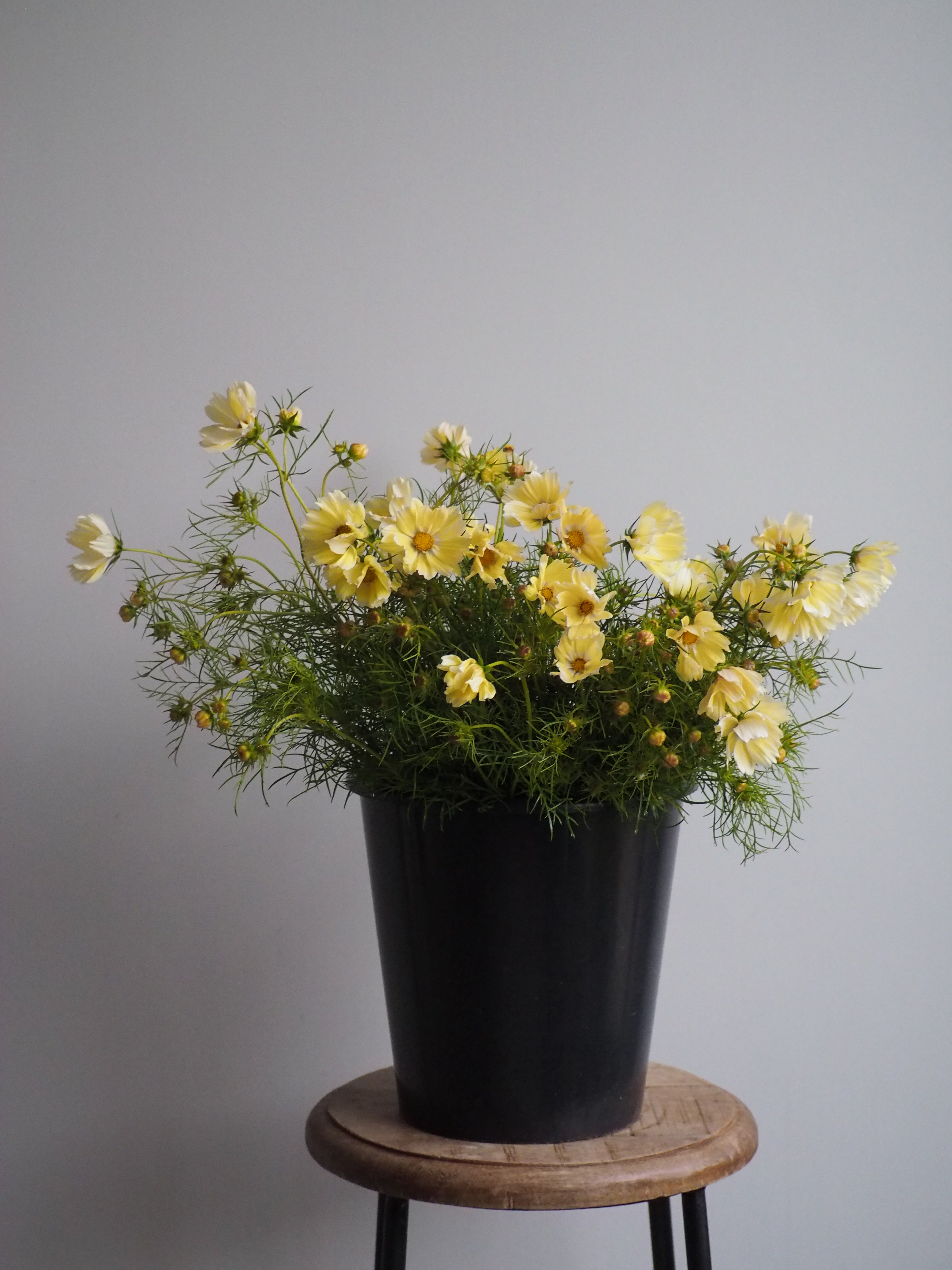Cosmos Xanthos