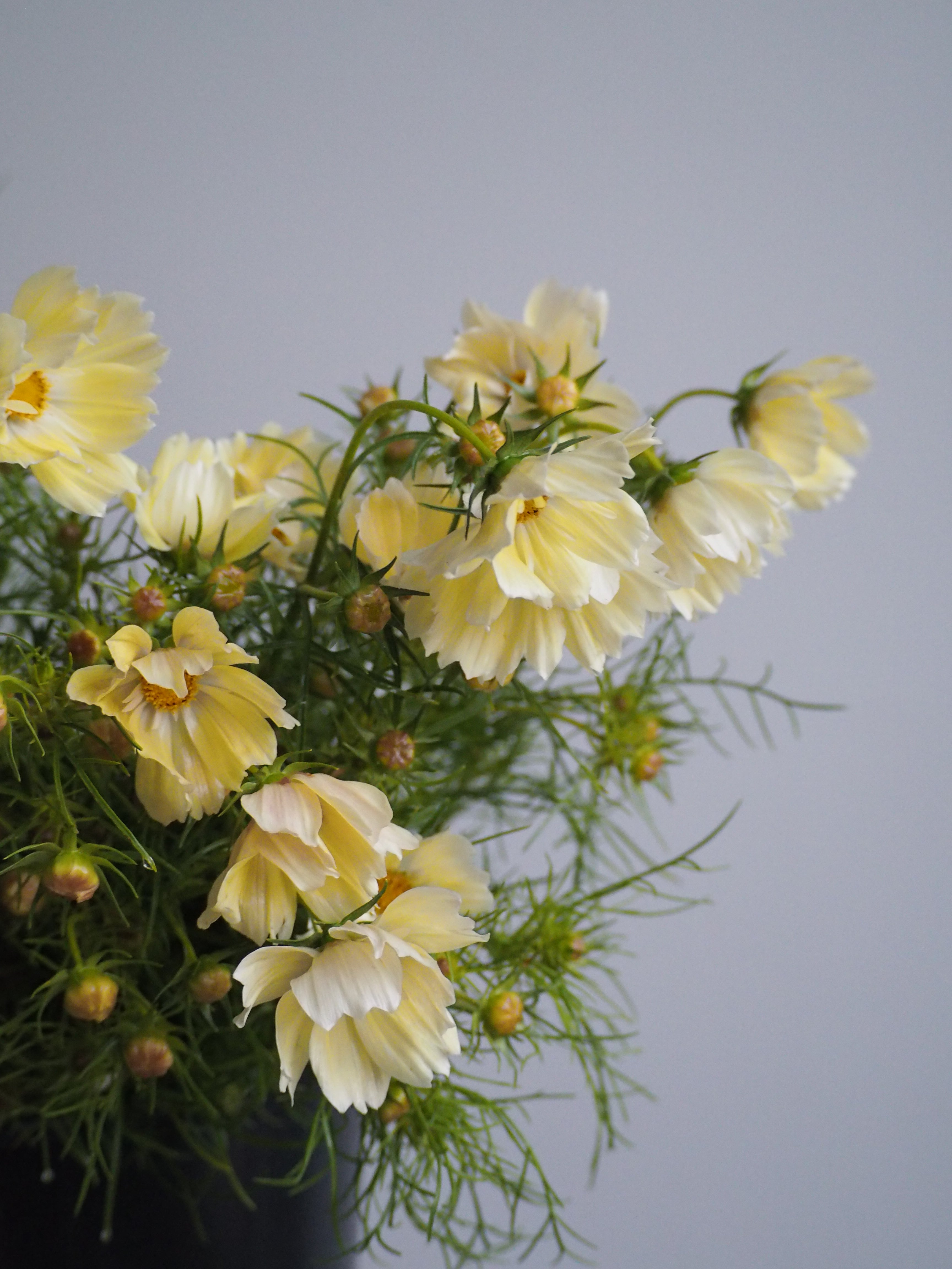 Cosmos Xanthos