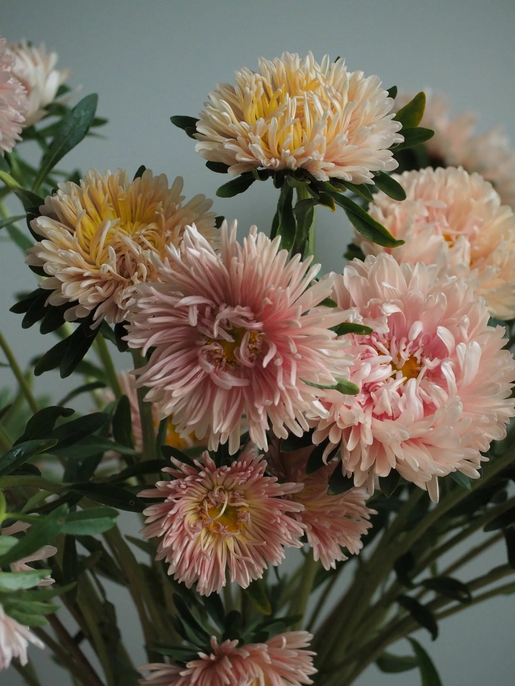 Aster King Size Apricot