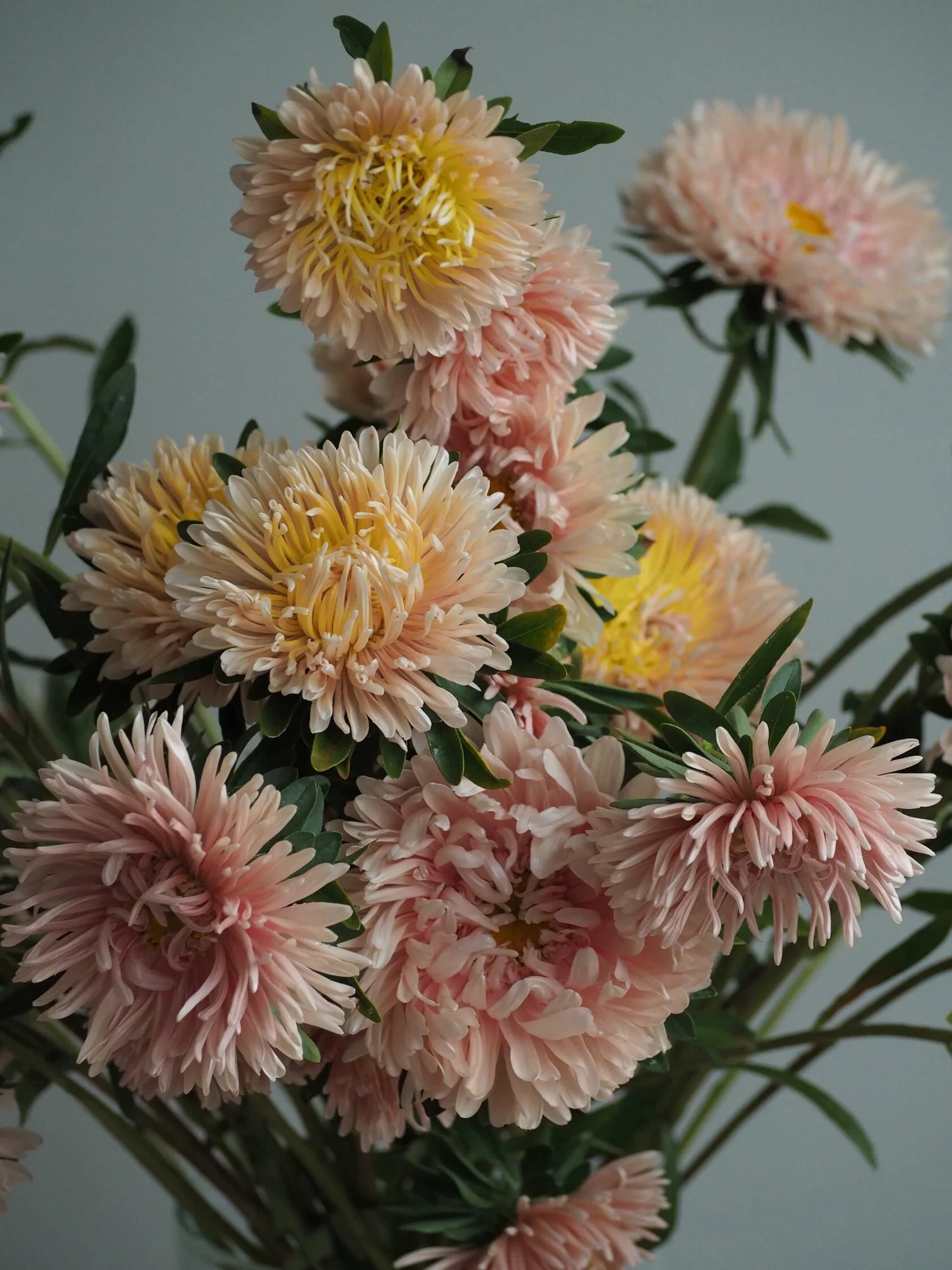 Aster King Size Apricot