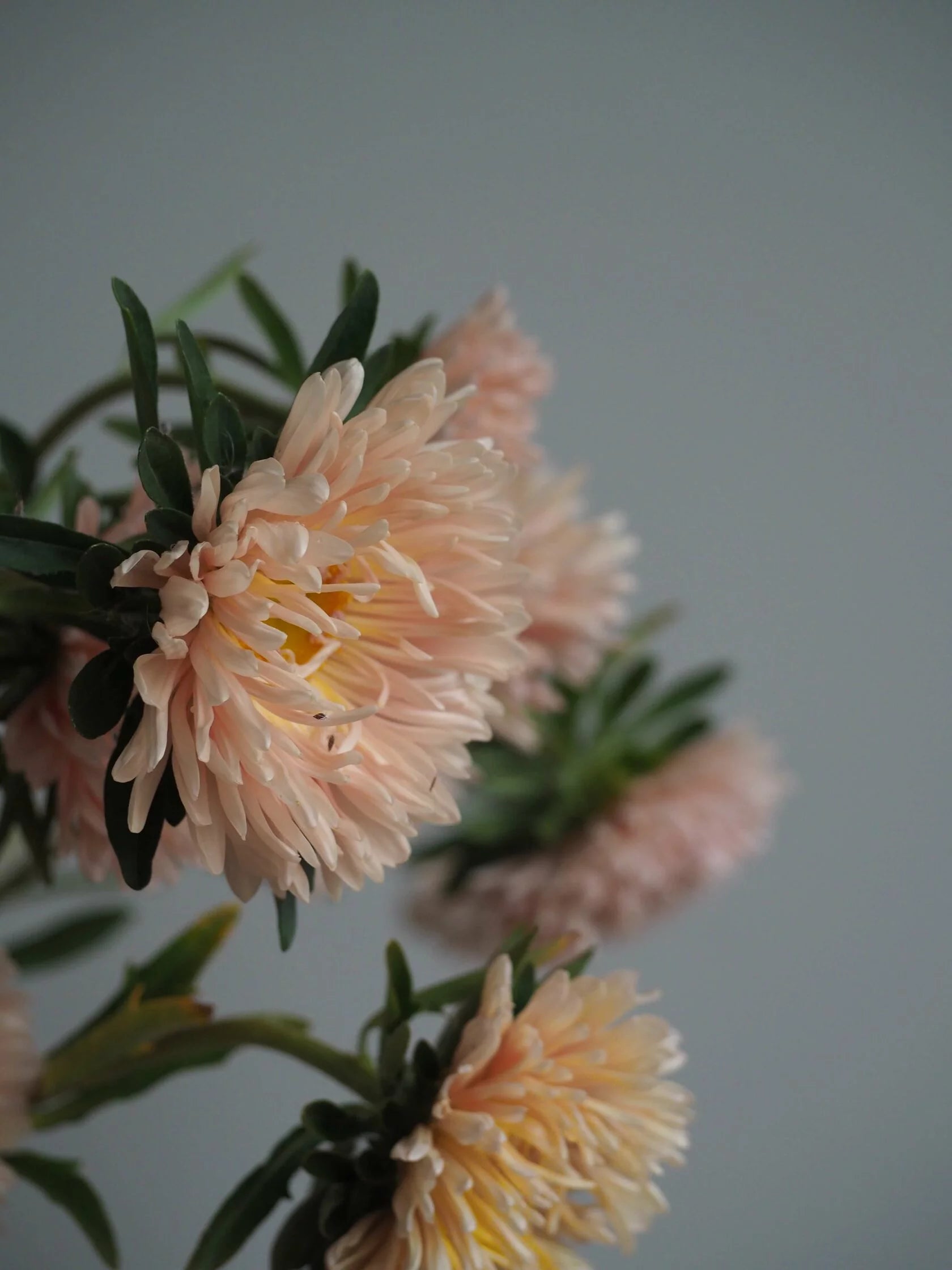 Aster King Size Apricot