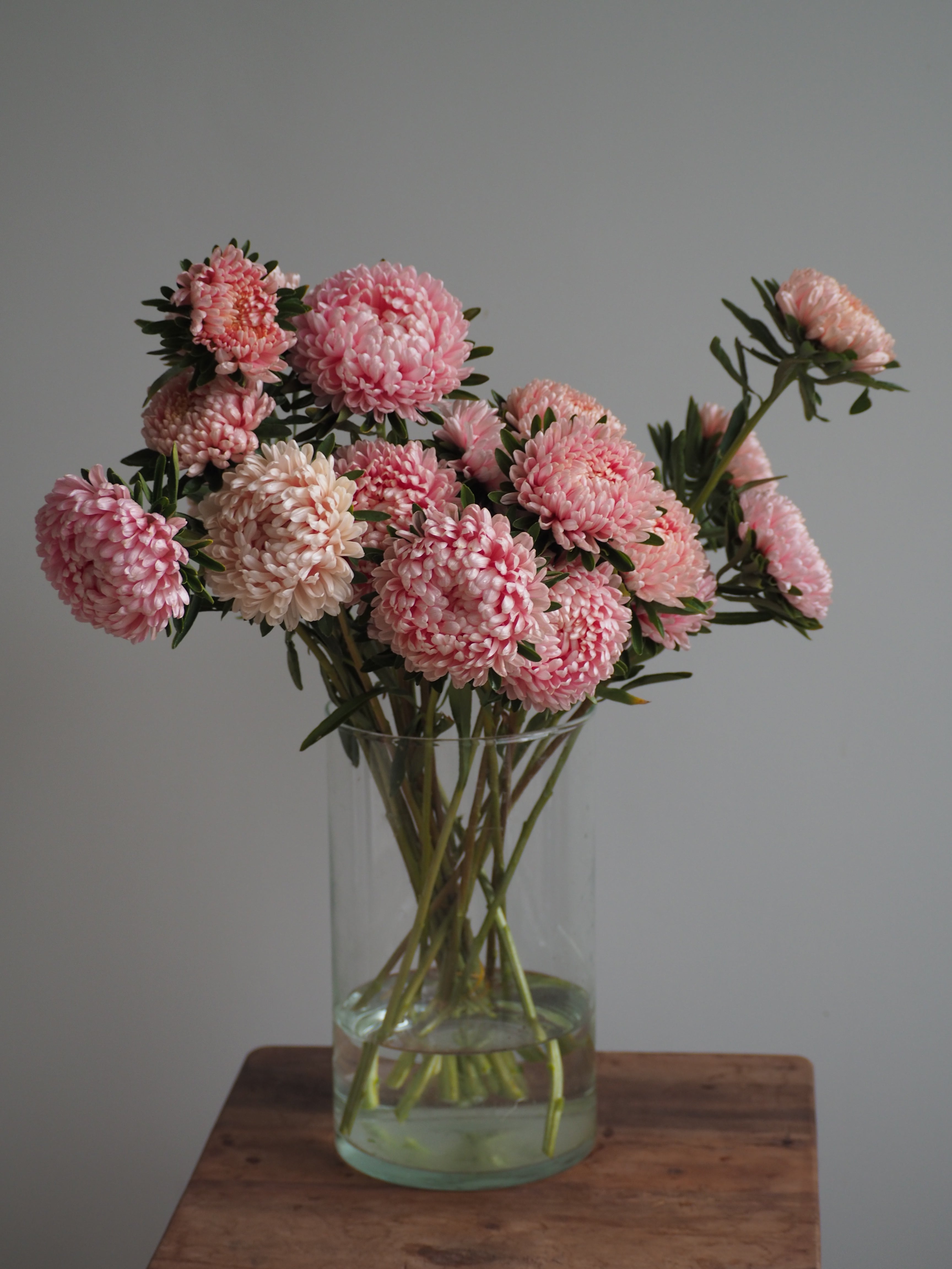 Aster Tower Chamois