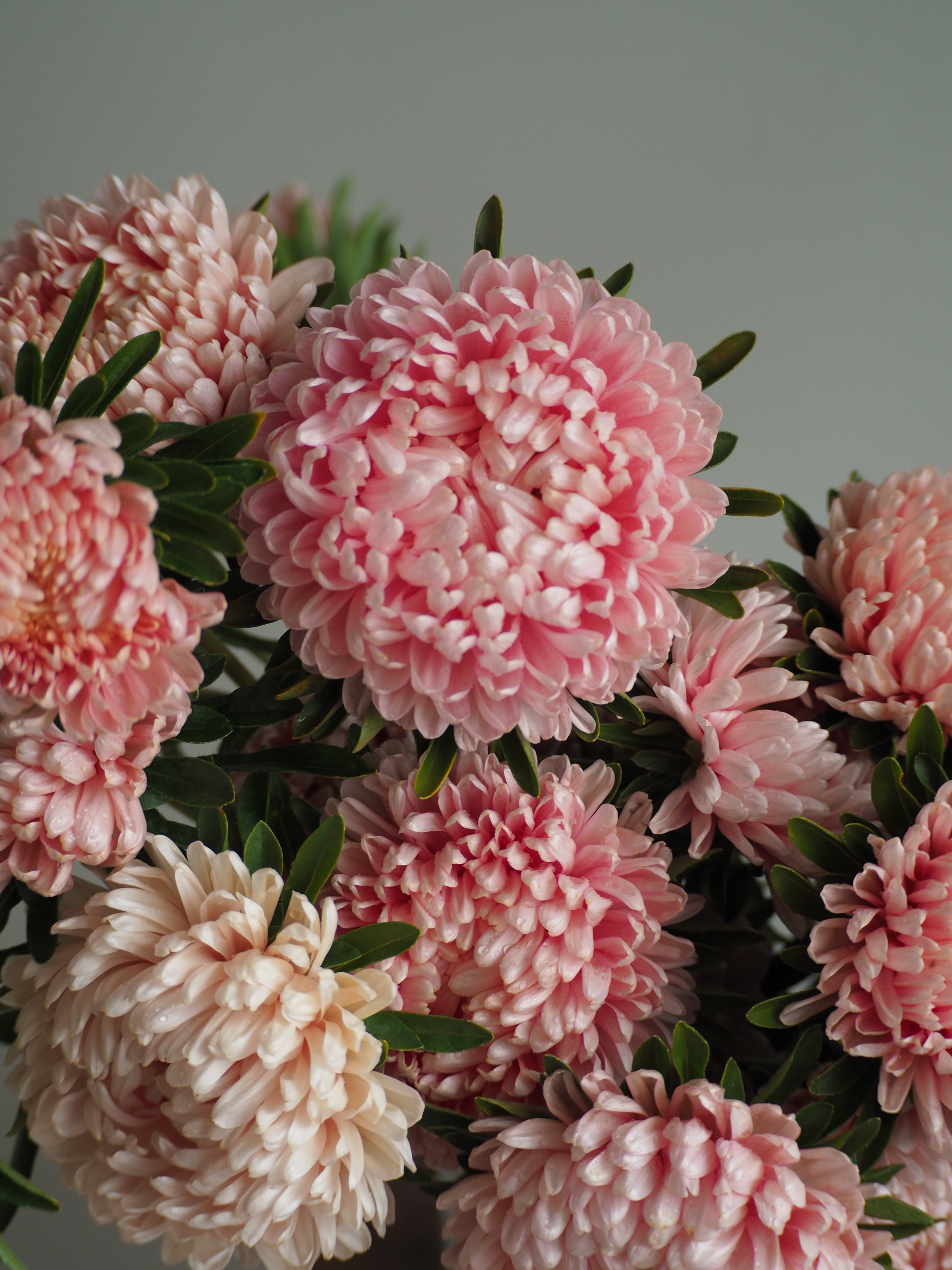 Aster Tower Chamois