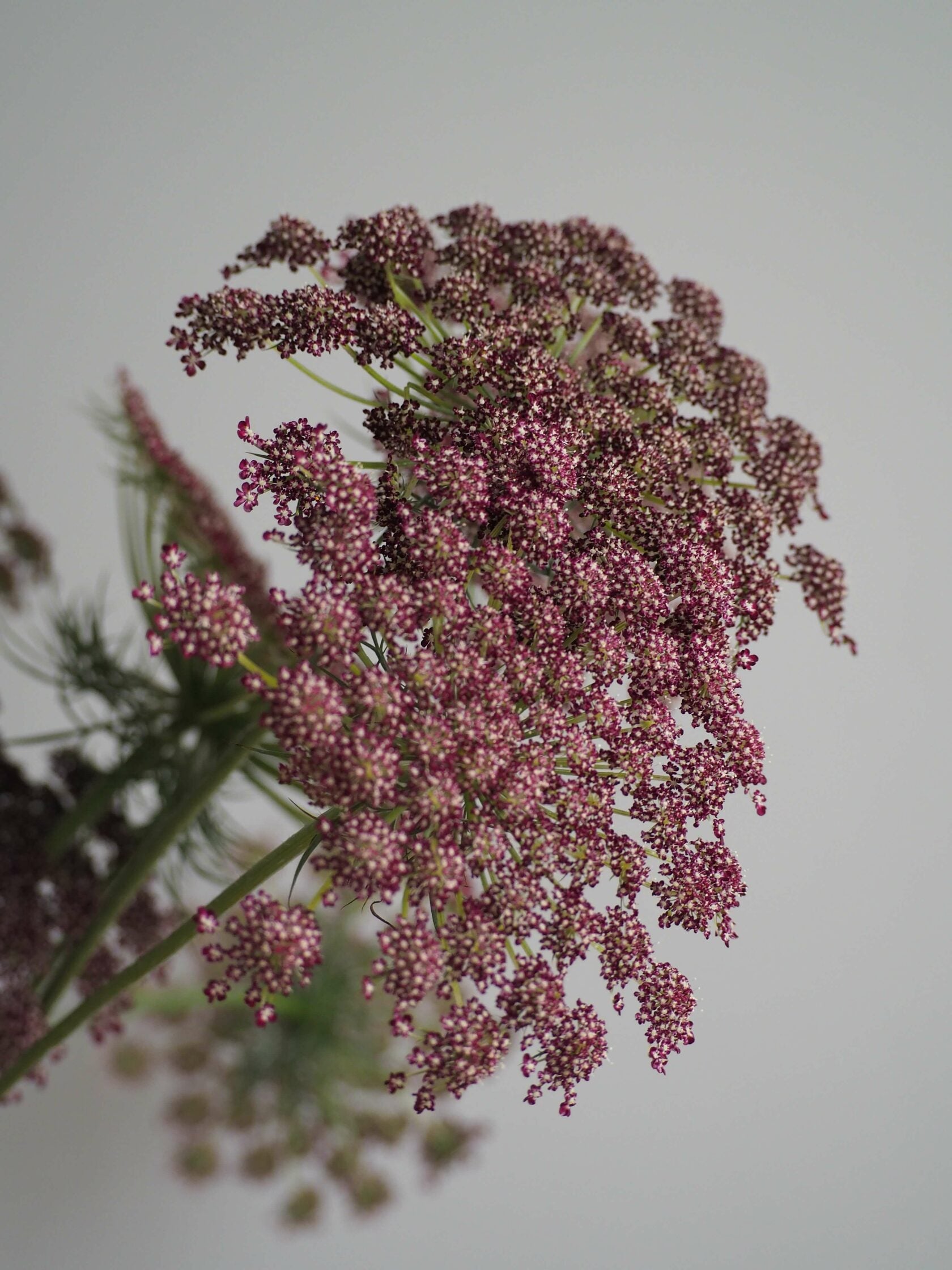 Ammi Dara