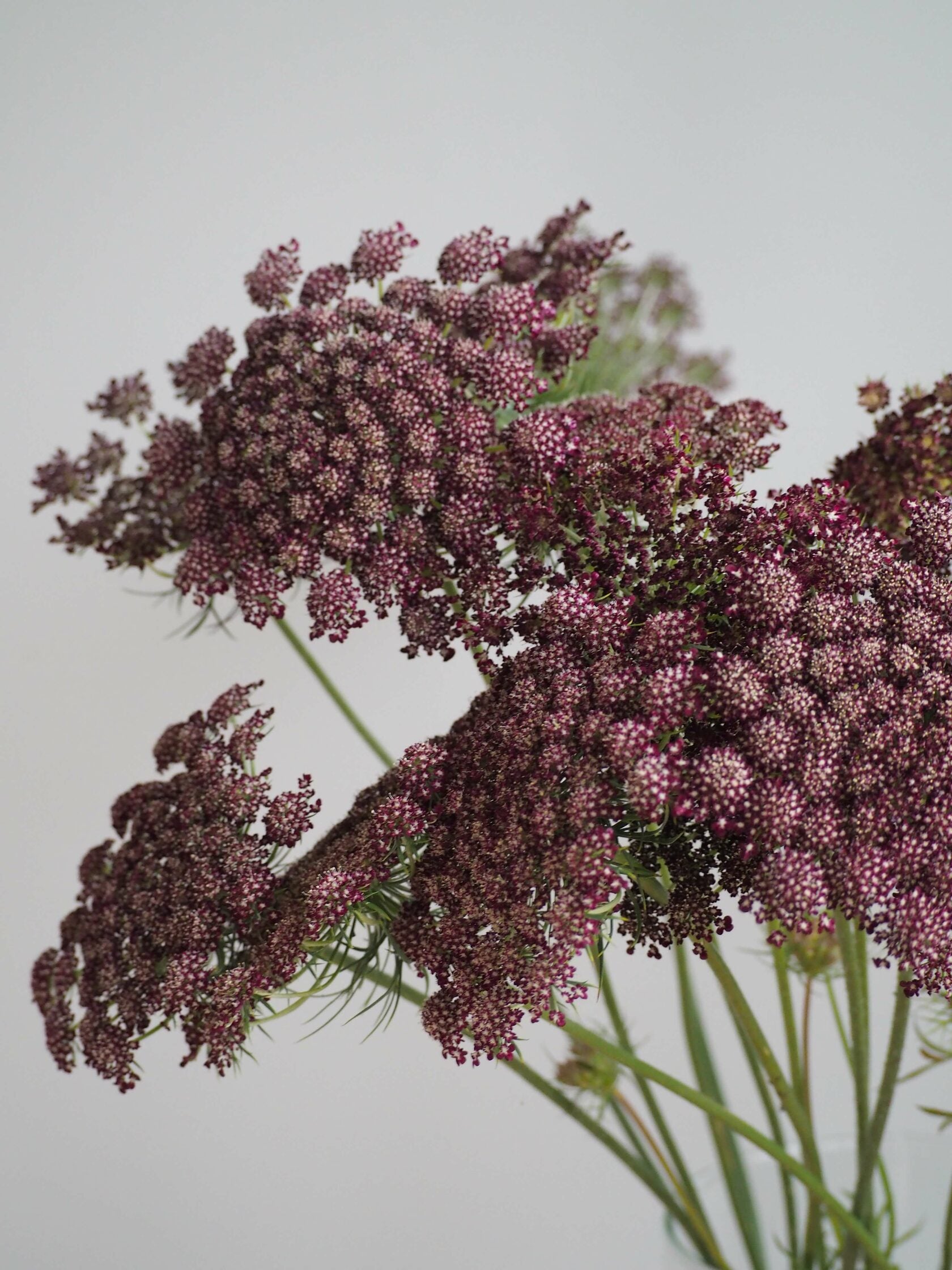 Ammi Dara