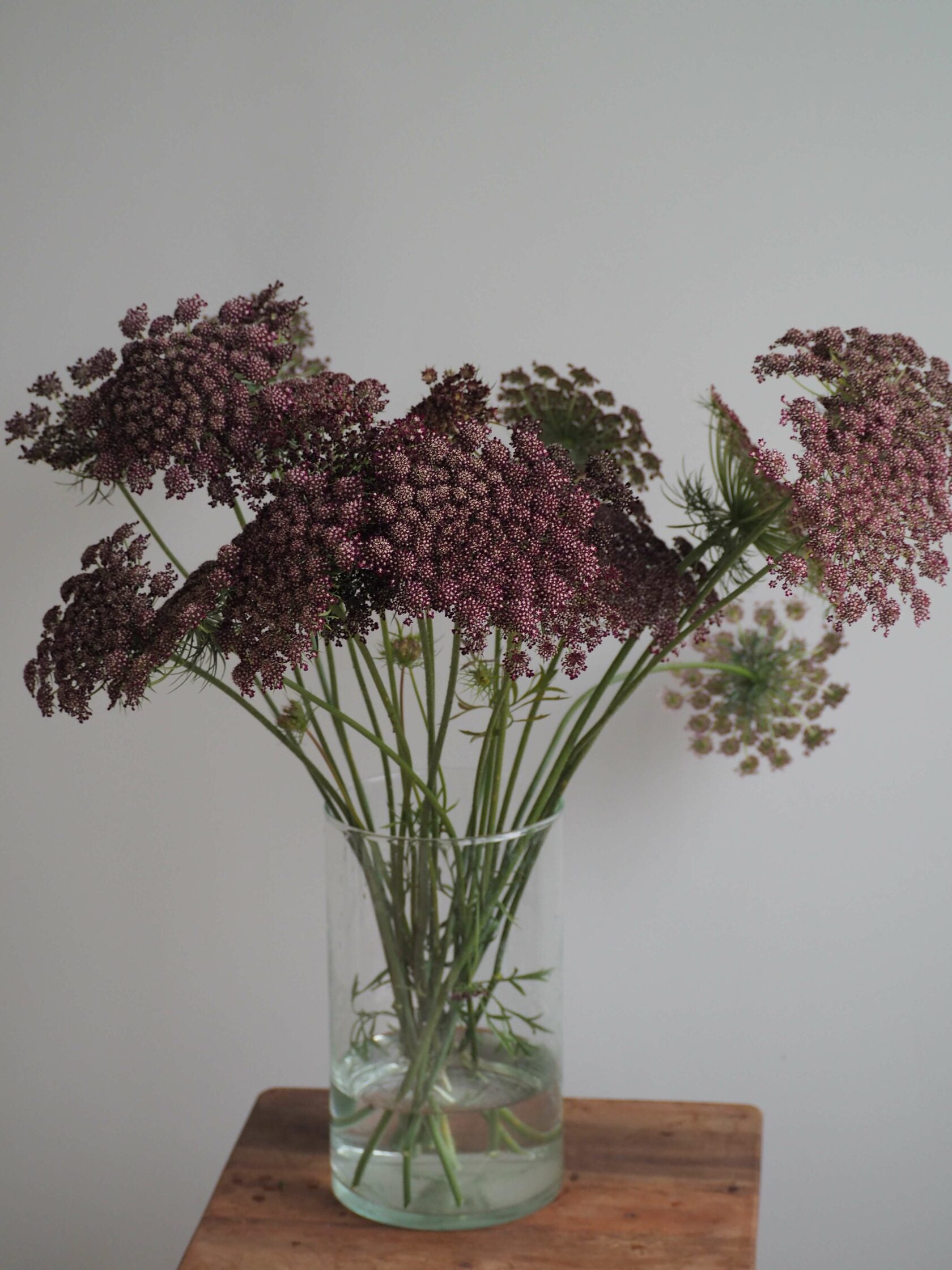 Ammi Dara