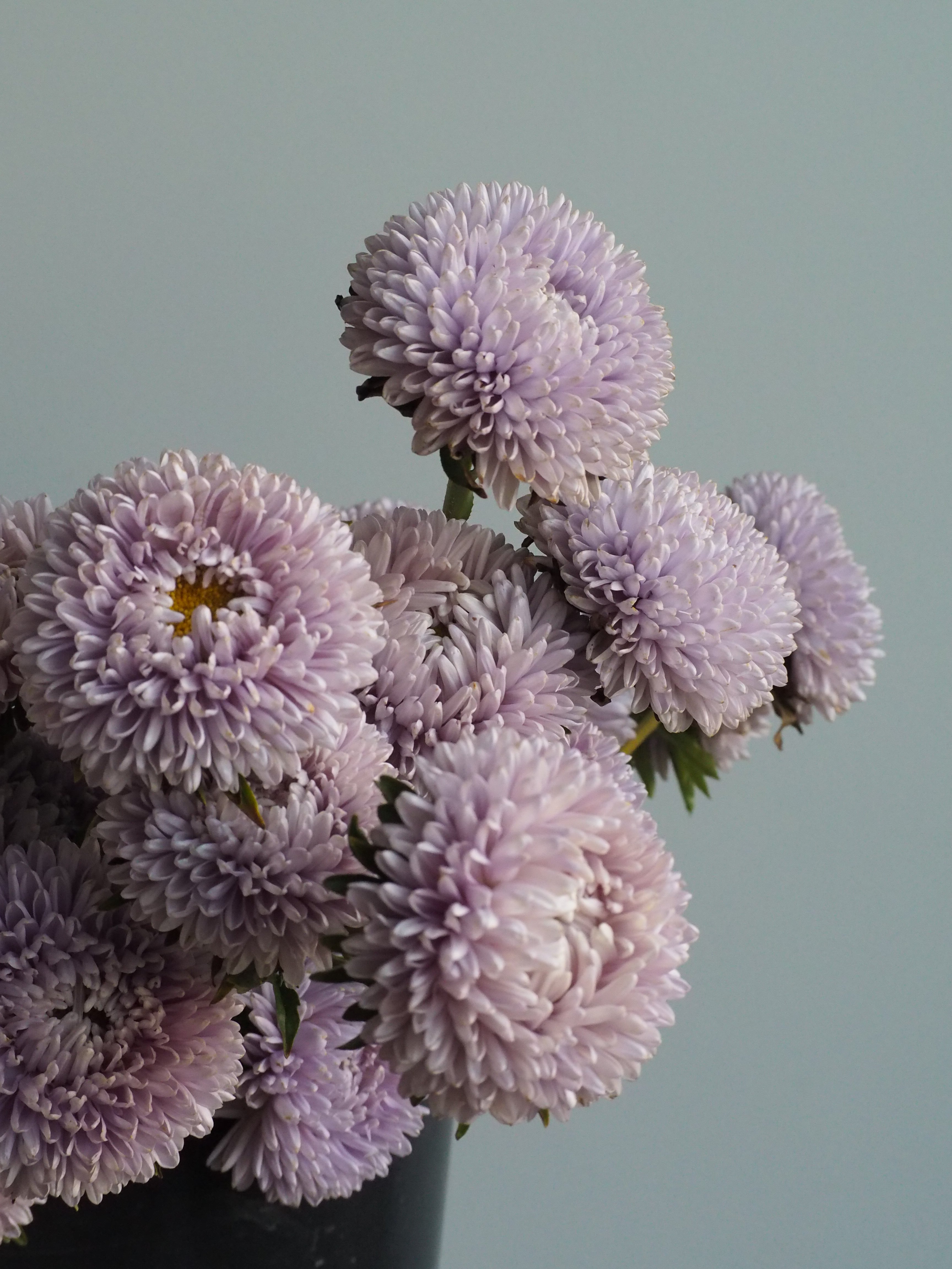 Aster Lady Coral Lavender