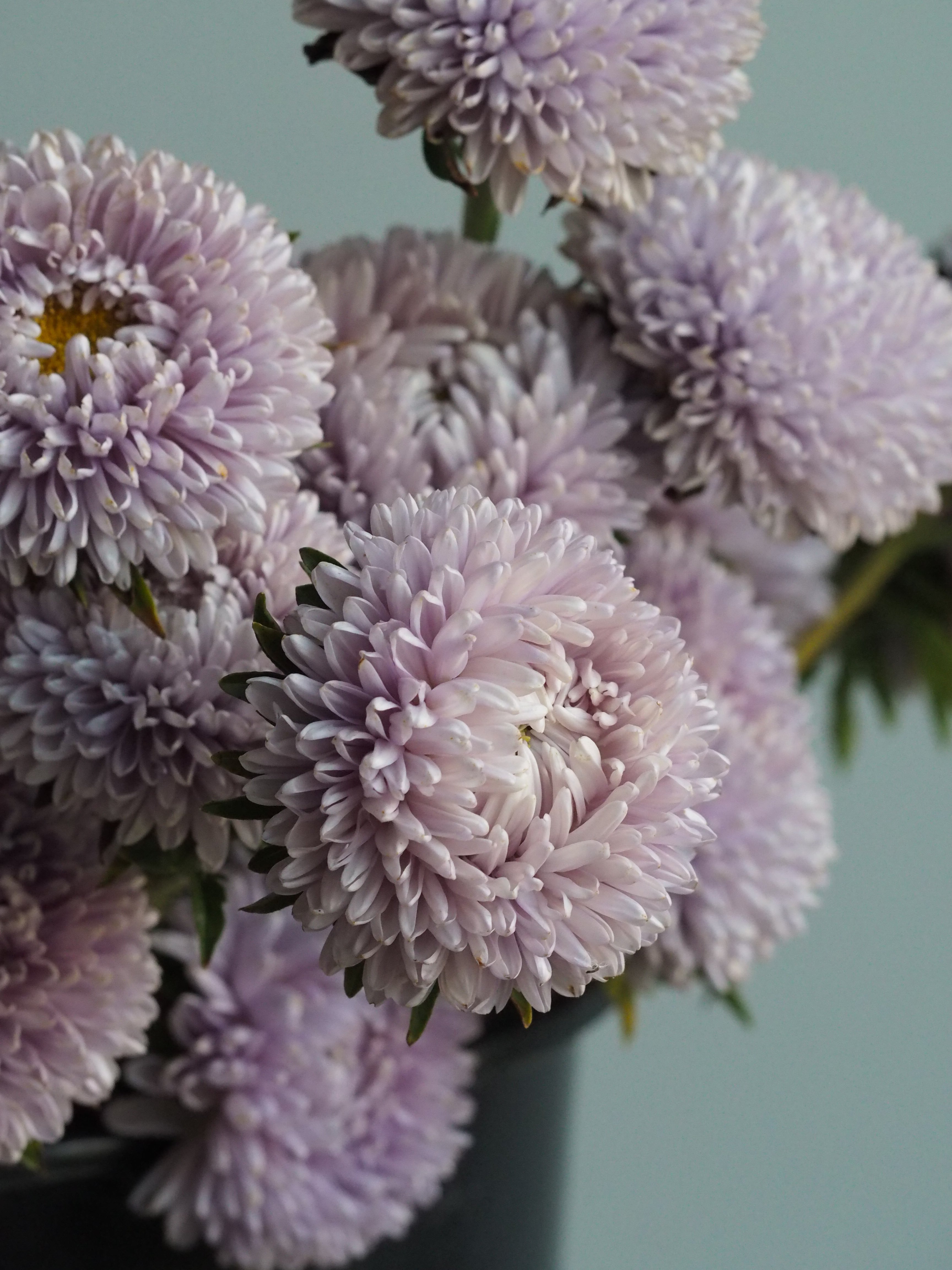 Aster Lady Coral Lavender