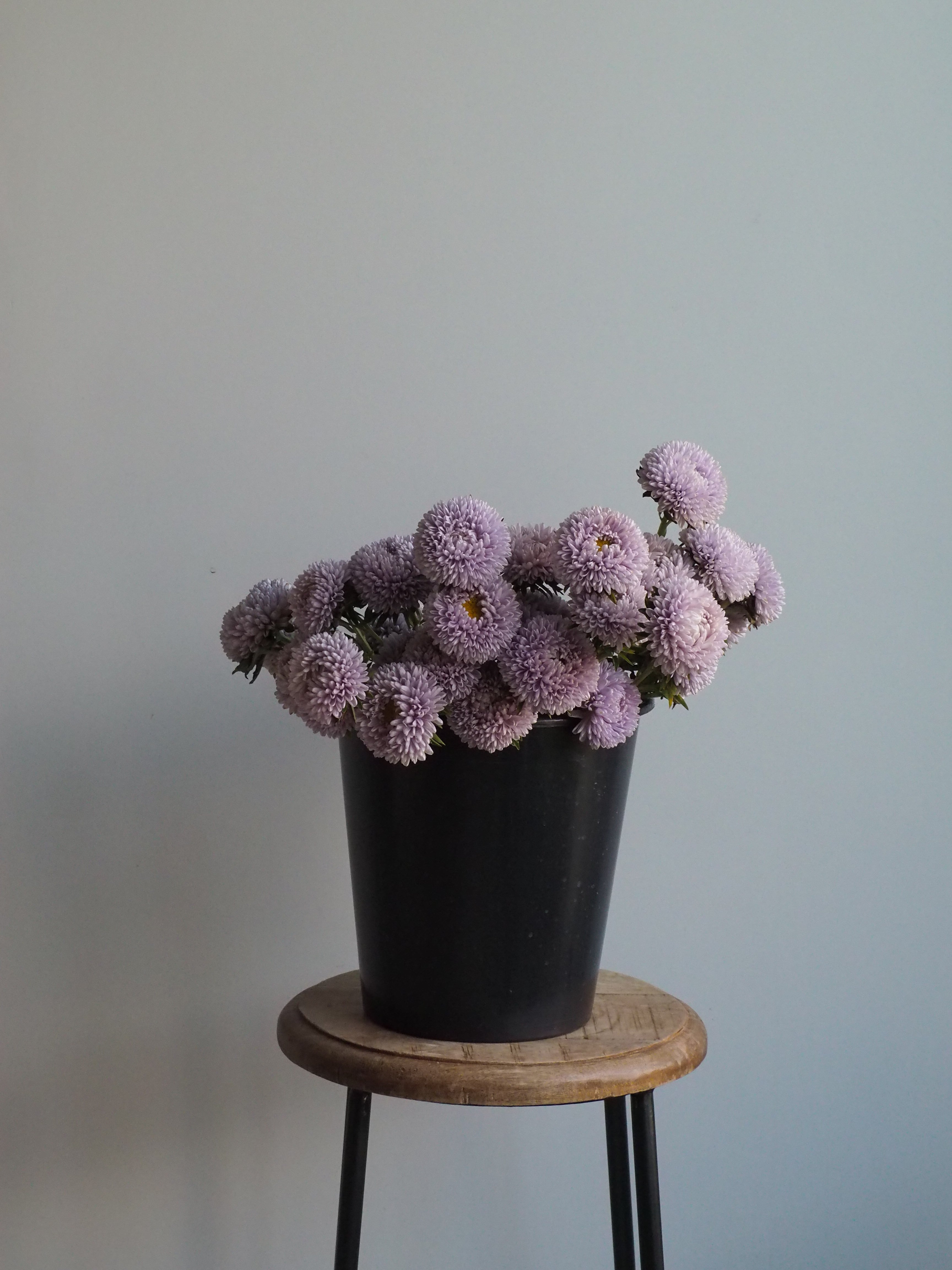 Aster Lady Coral Lavender