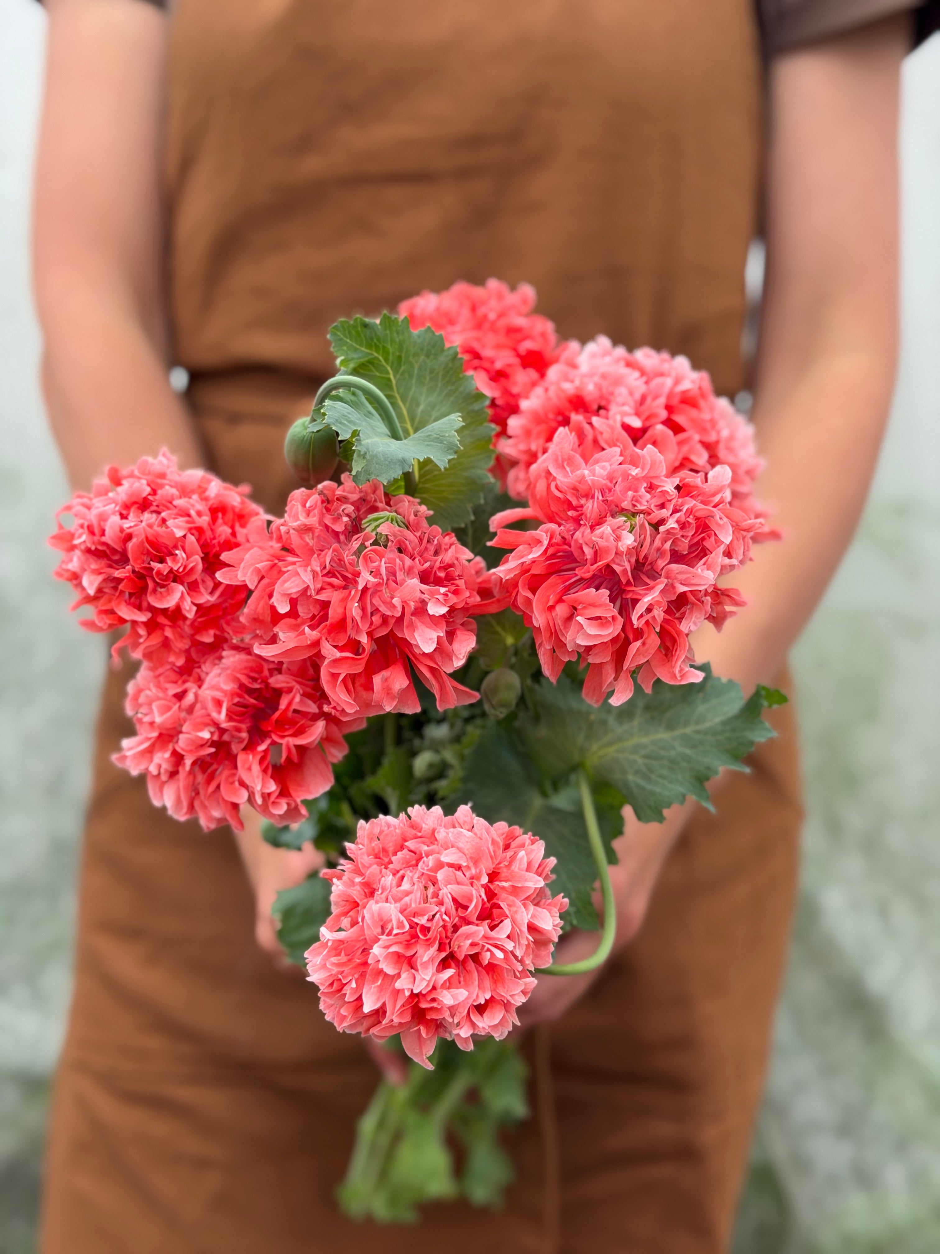 Papaver somniferum Salmon Peony