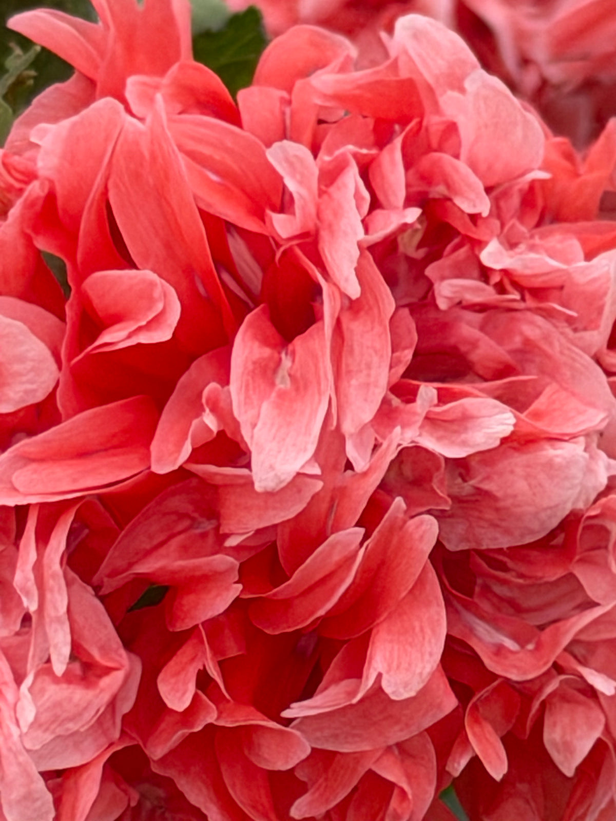 Papaver somniferum Salmon Peony