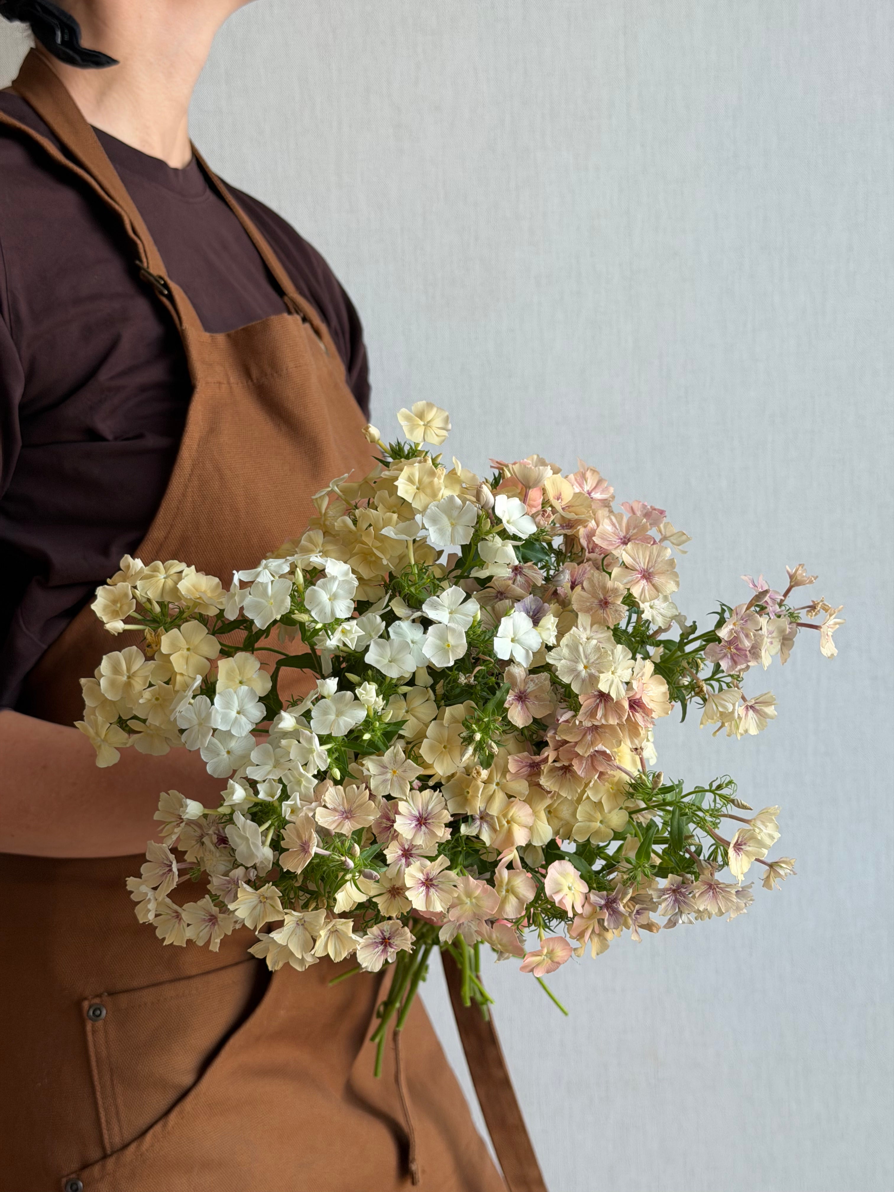 Phlox Creme Brulee-FluffyFlower
