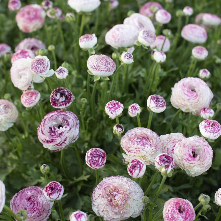 Ranunculus Bianco Striato