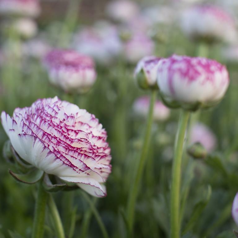 Ranunculus Bianco Striato