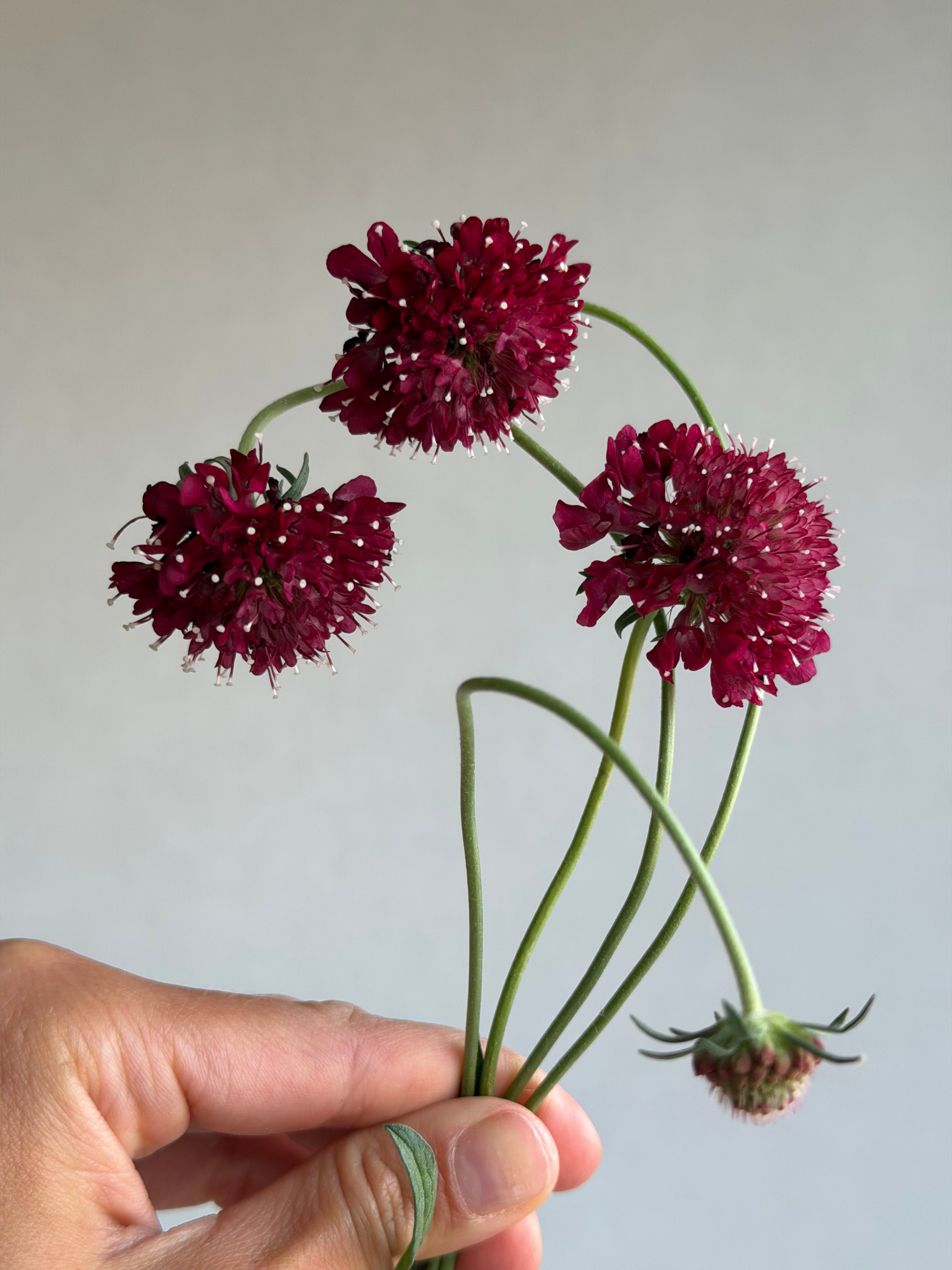 Scabiosa Fire King - FluffyFlower