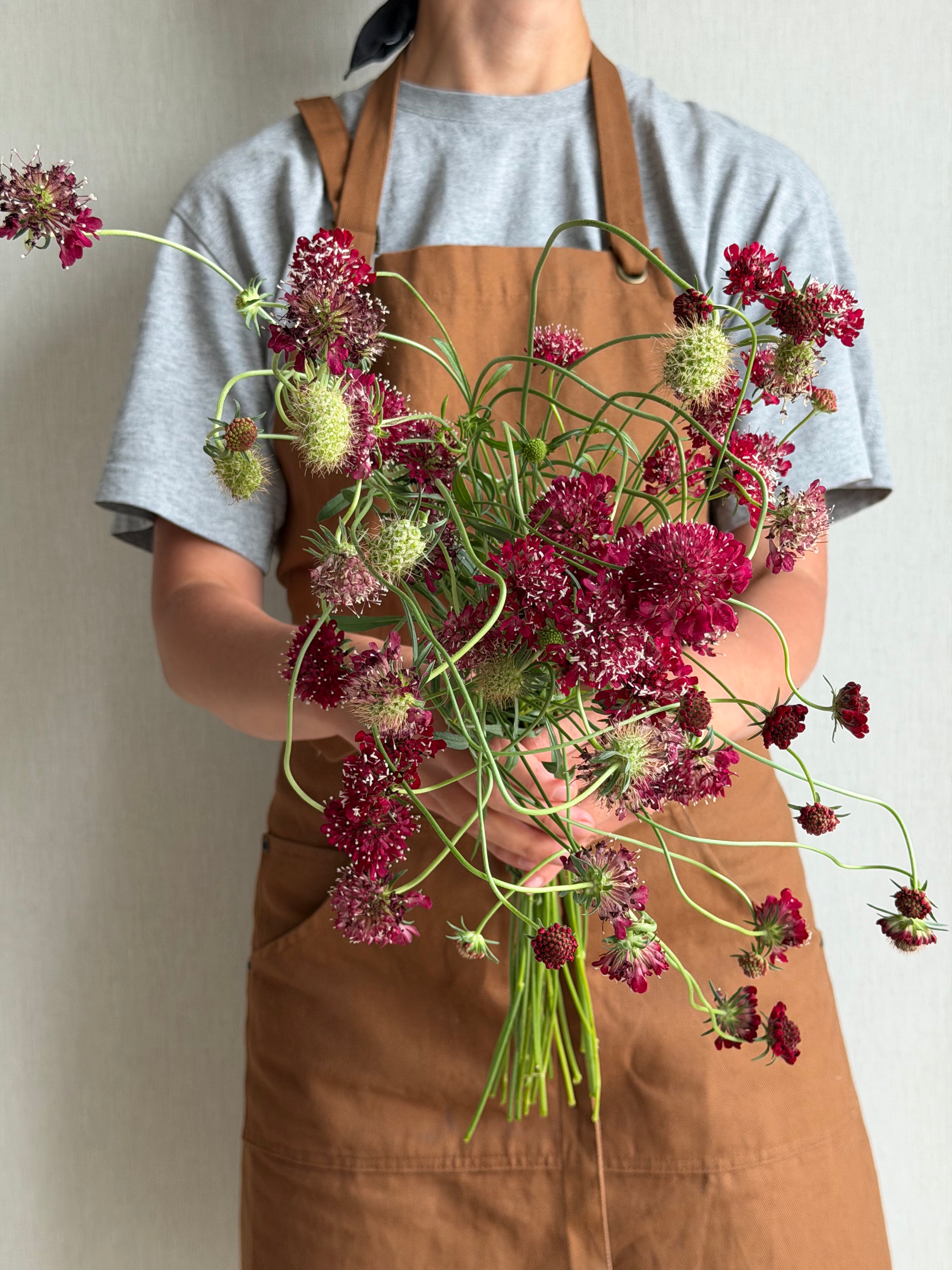 Scabiosa Fire King - FluffyFlower