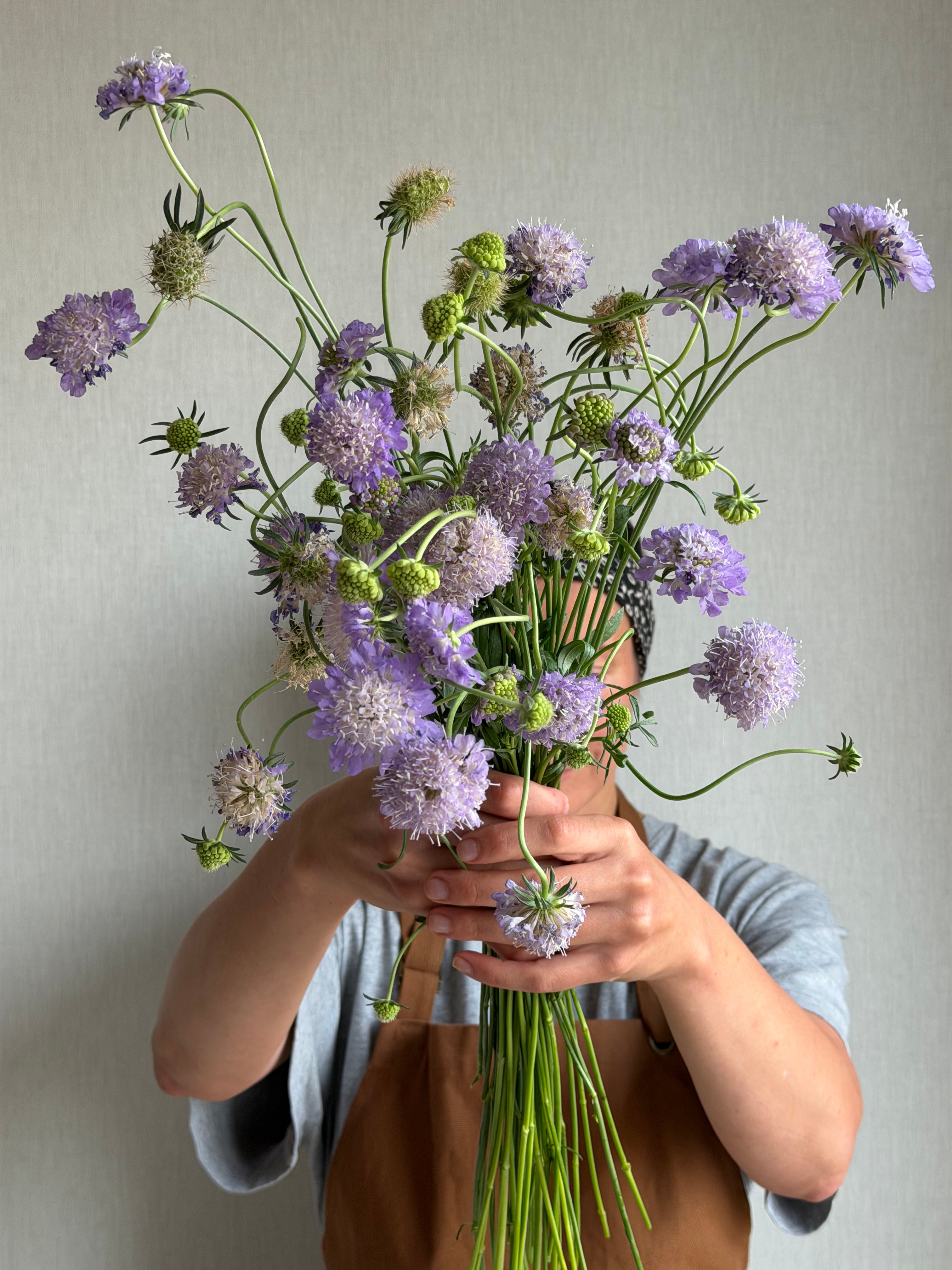 Scabiosa Oxford Blue - FluffyFlower