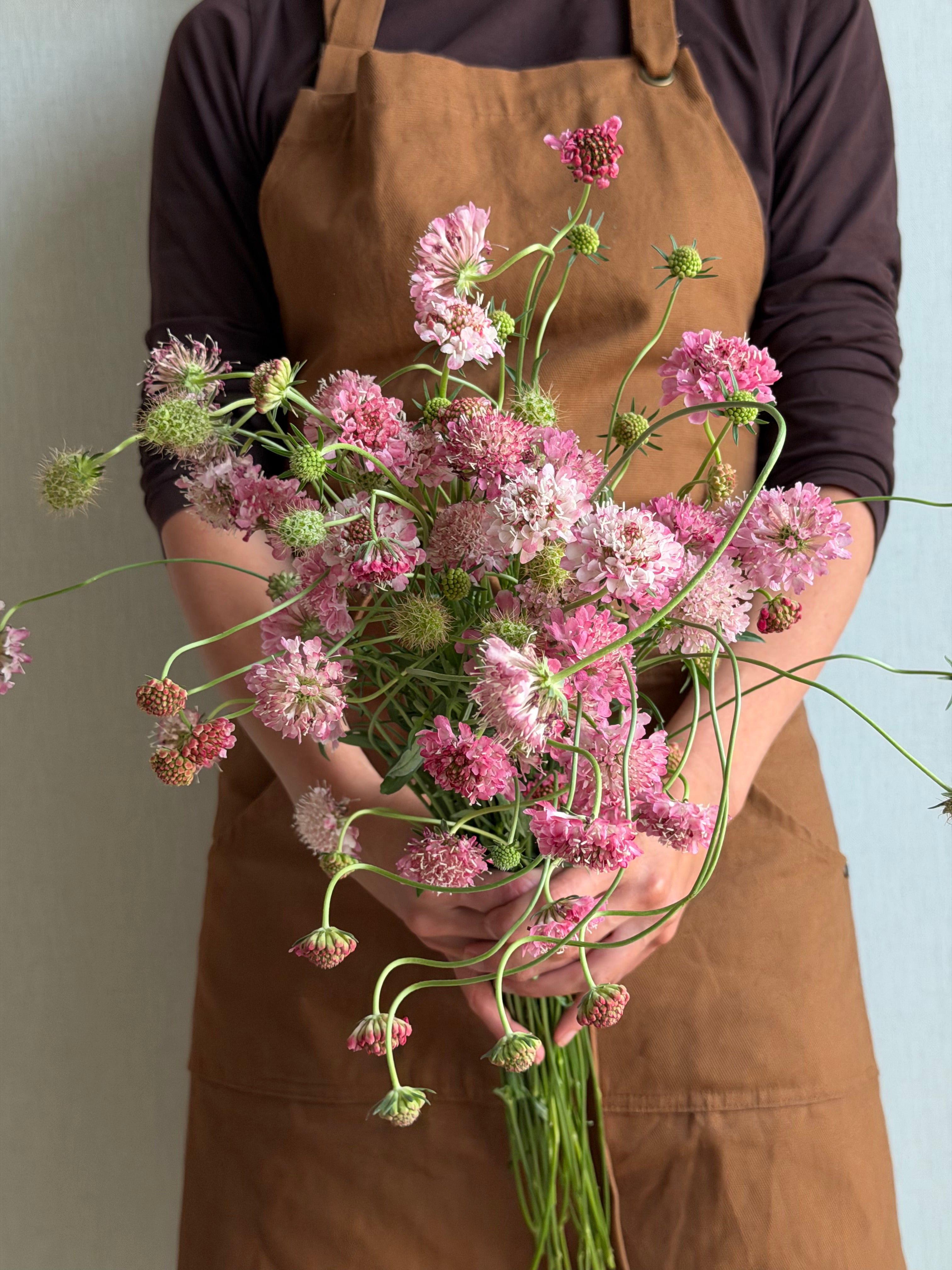 Scabiosa Salmon Queen - FluffyFlower