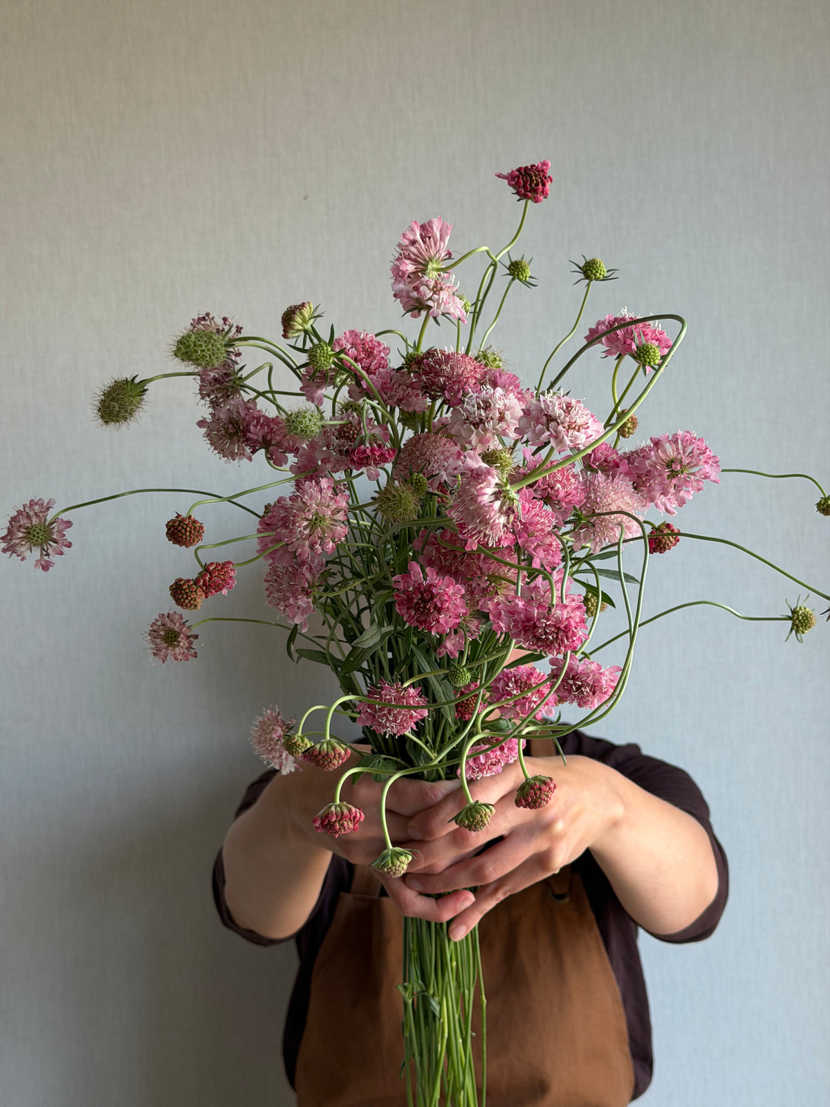 Scabiosa Salmon Queen - FluffyFlower